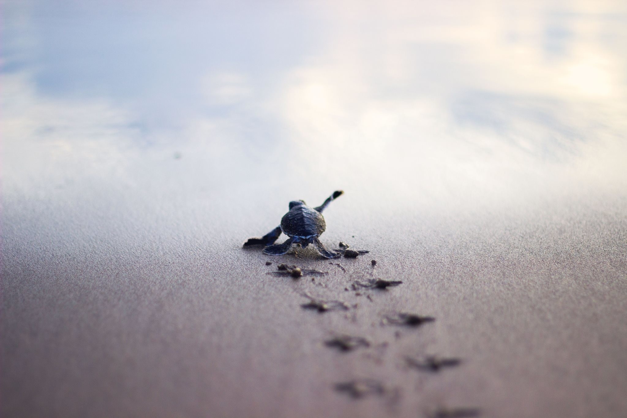 Baby Sea Turtle Wallpaper (55+ images)