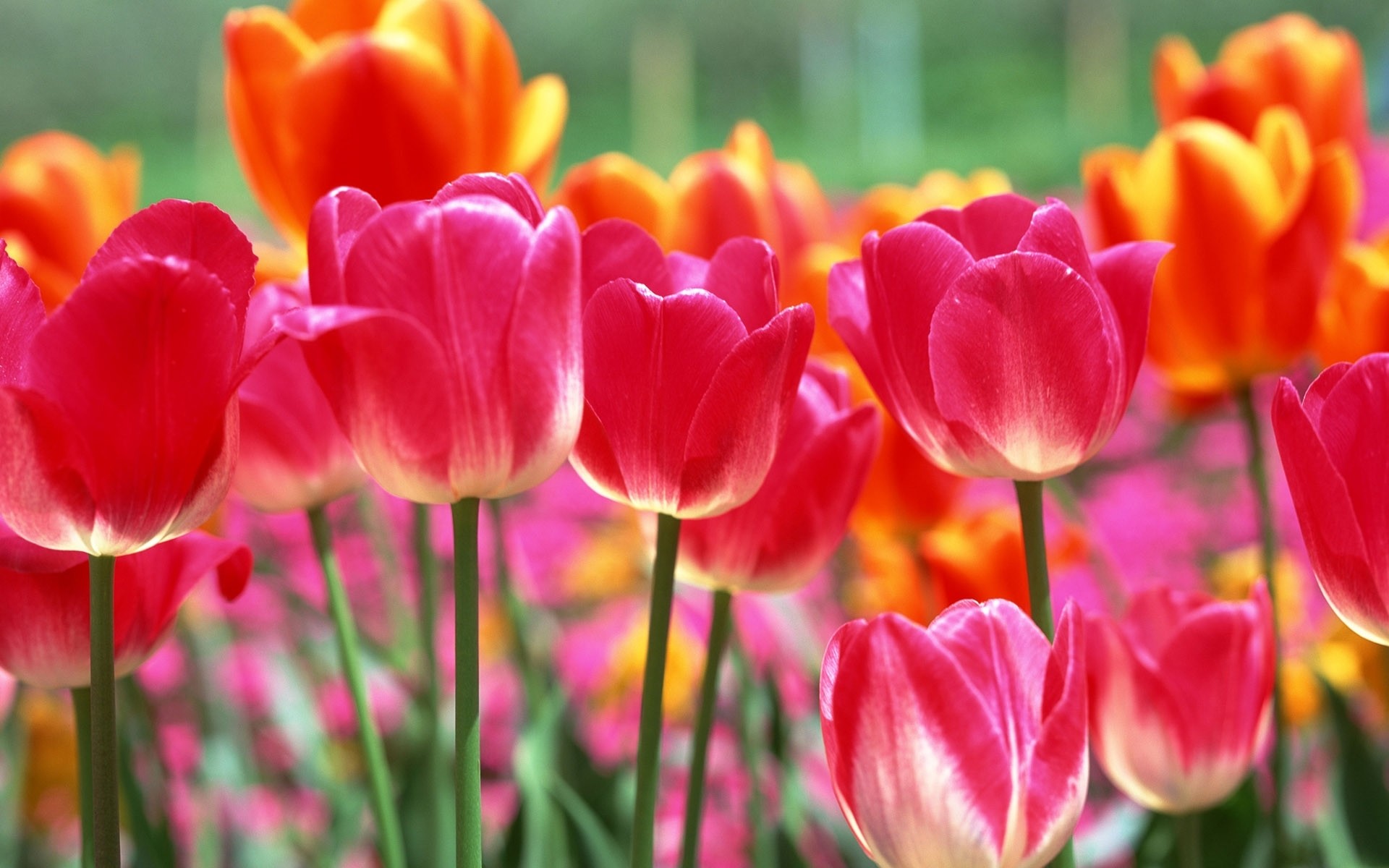 Spring Tulips Wallpaper (61+ images)