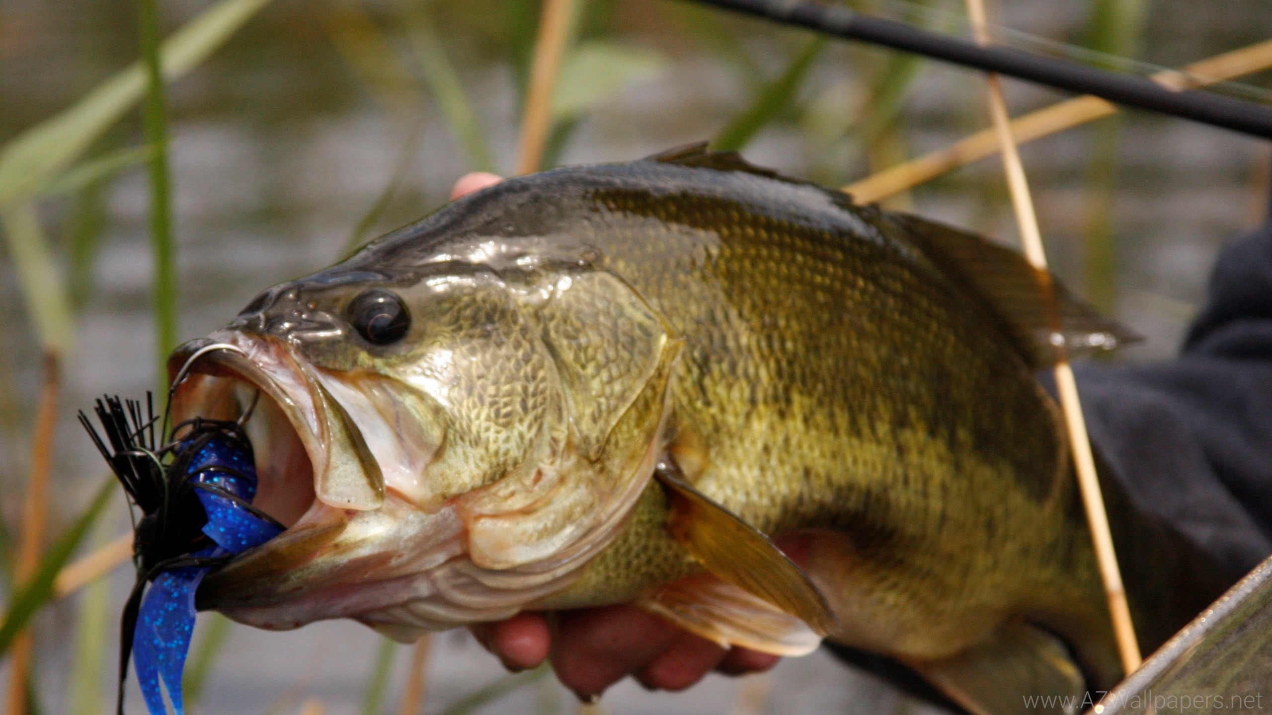 Picture Of A Large Mouth Bass Fishing Bass Texas Lake Biggest Cedar