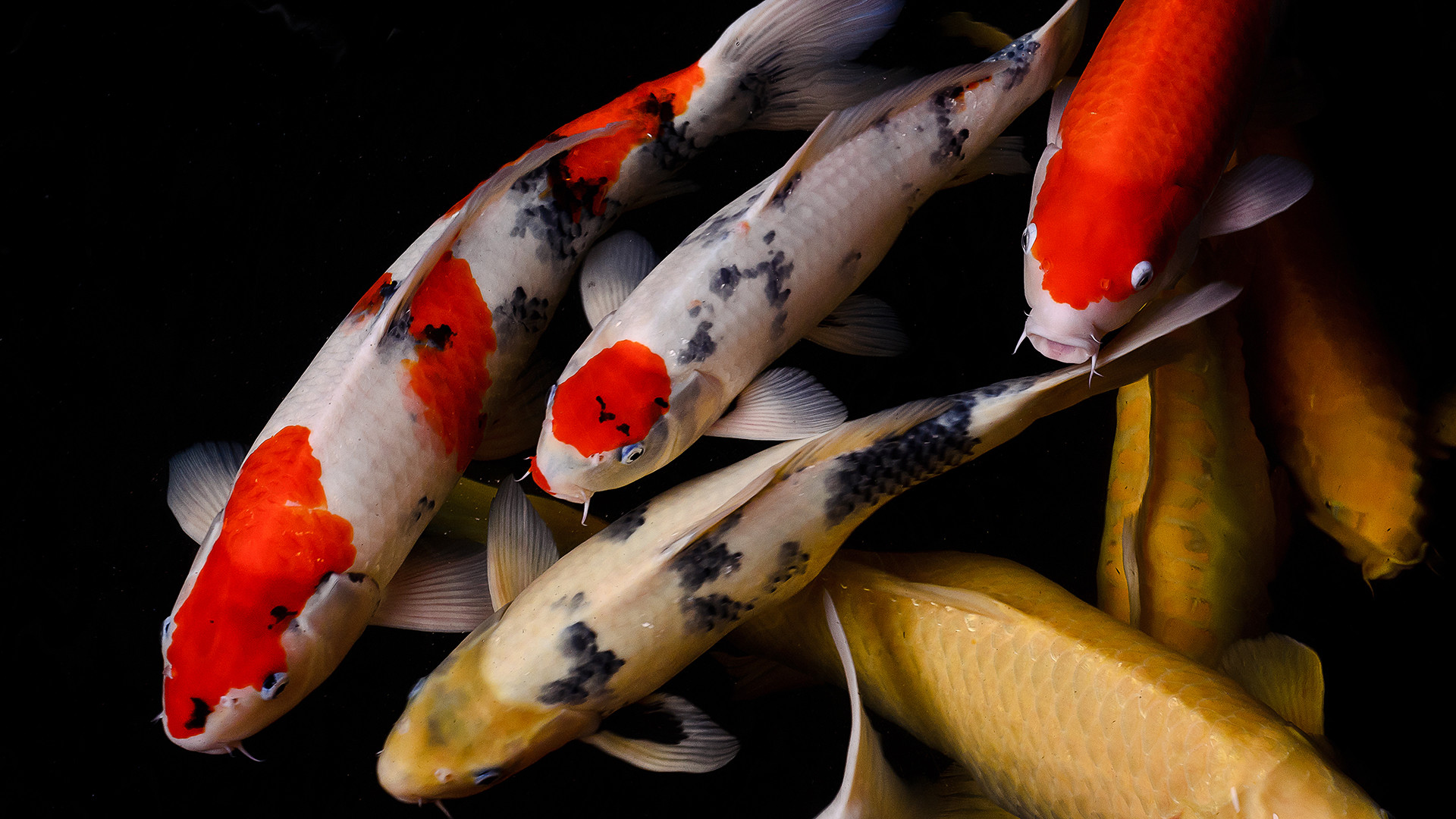 Koi Fish Live Wallpaper (56+ images)