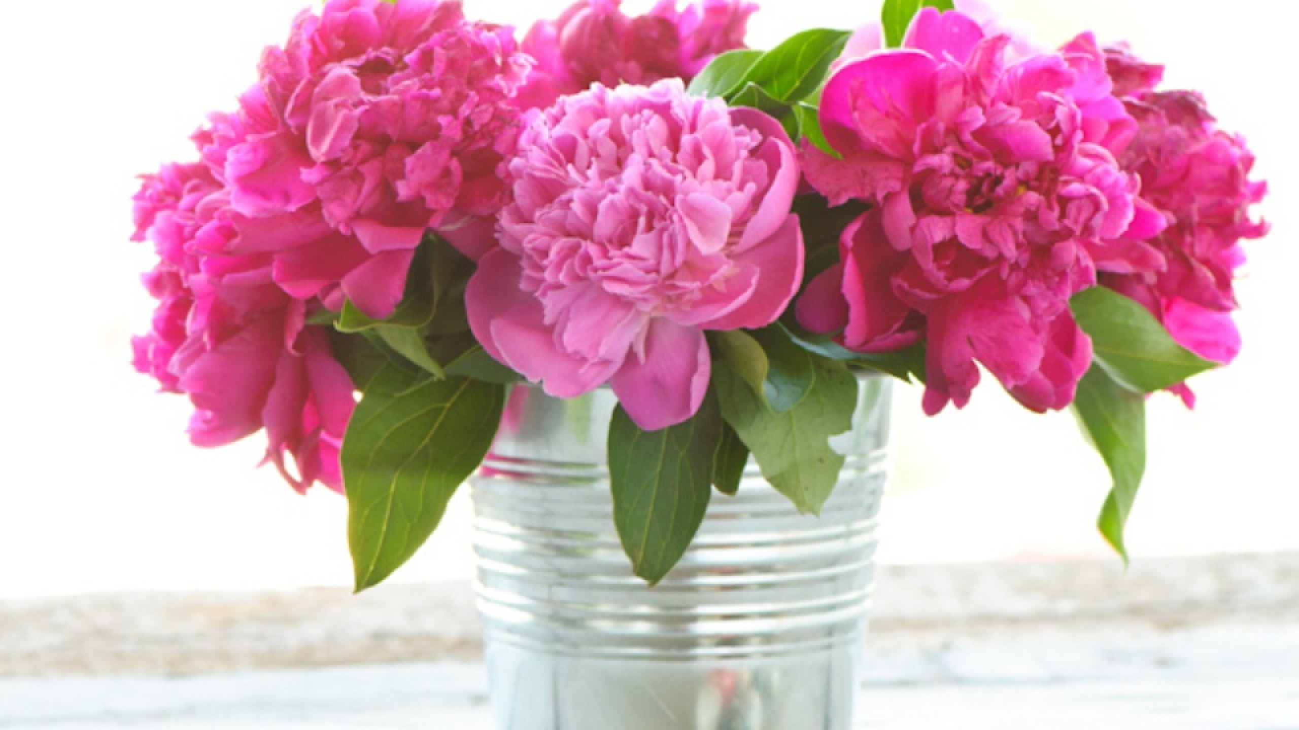 Desktop Wallpaper Peonies (57+ images)