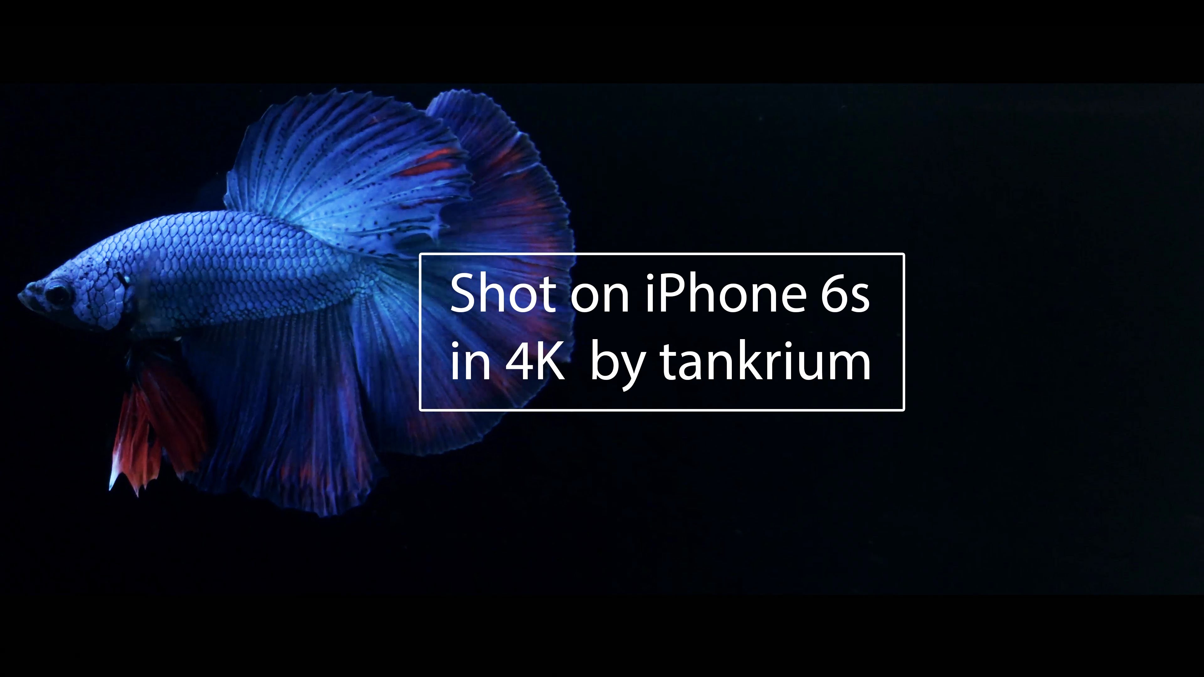 IPhone 6S Fish Wallpapers (75+ images)