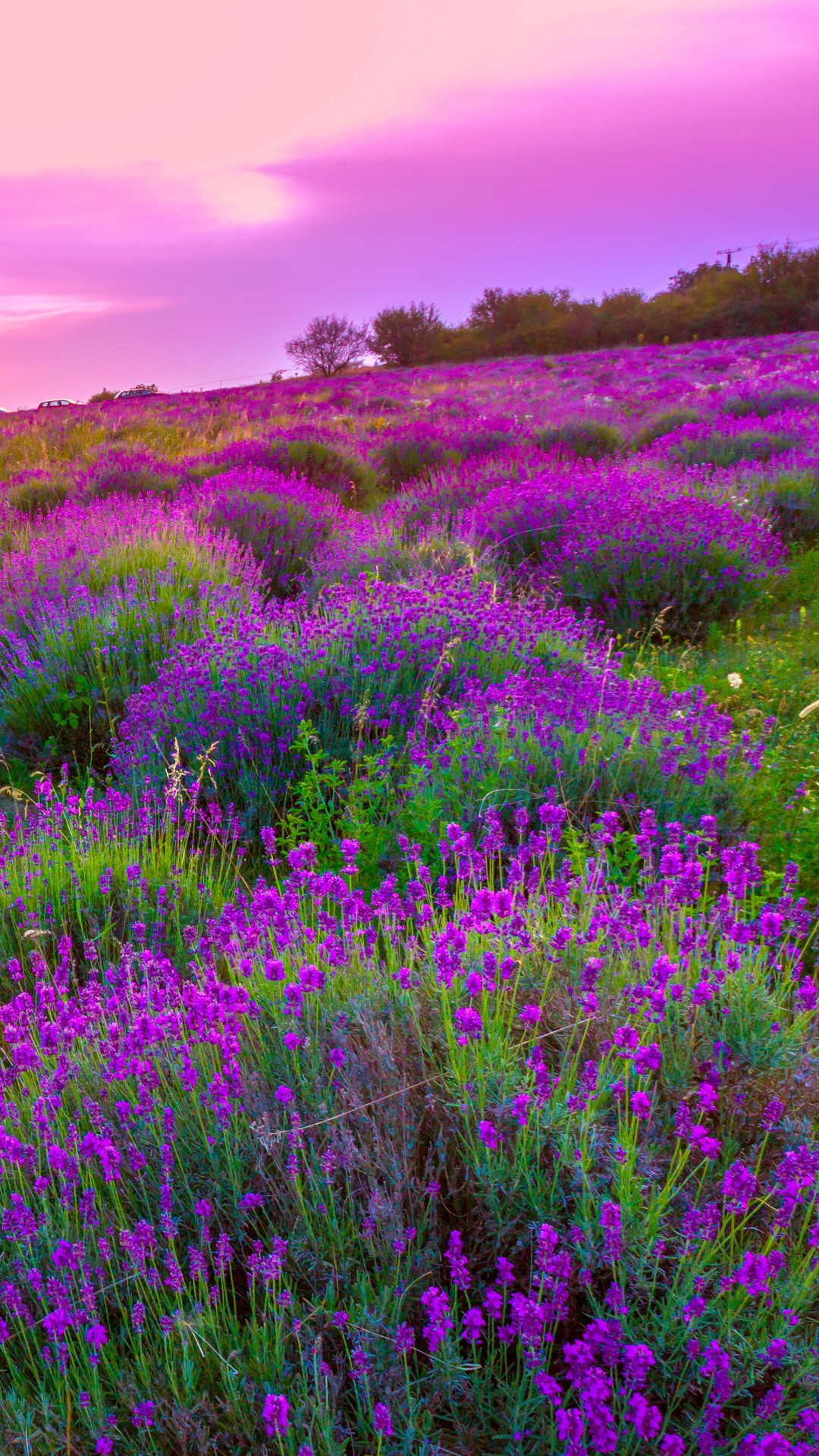 Lavender Wallpaper (64+ images)