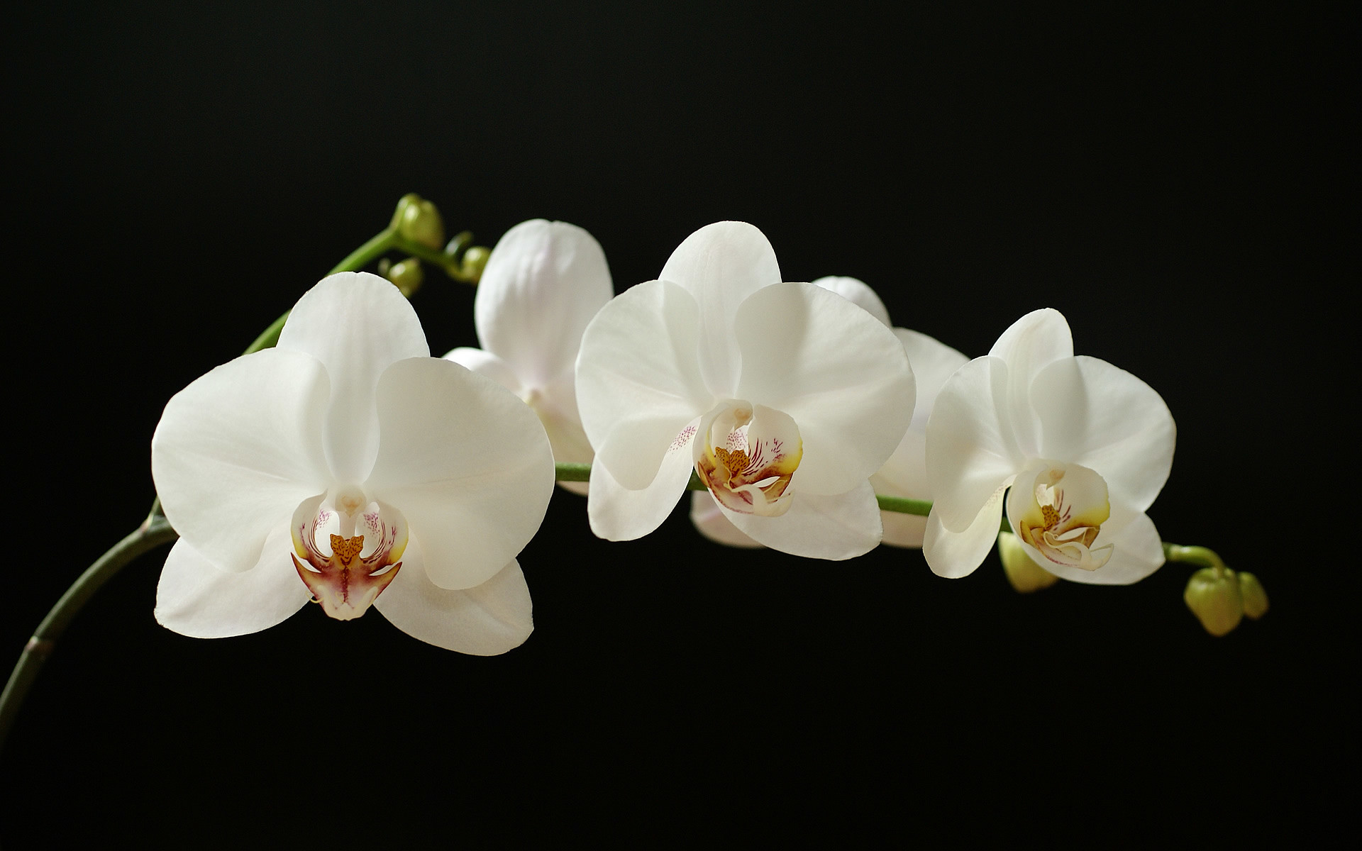 Beautiful Orchid Flower Wallpaper (43+ images)