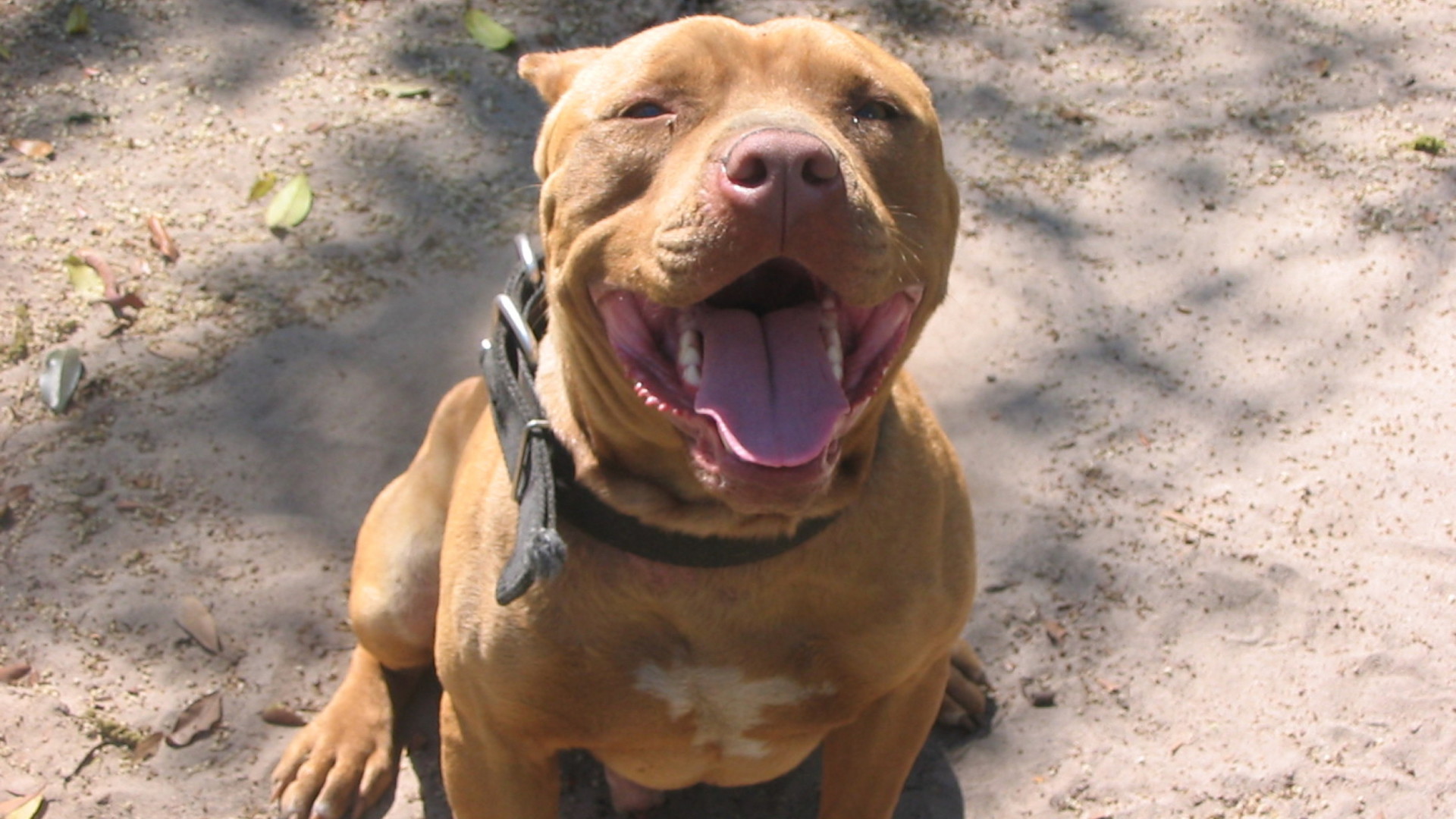Pitbull Screensavers and Wallpaper (51+ images)