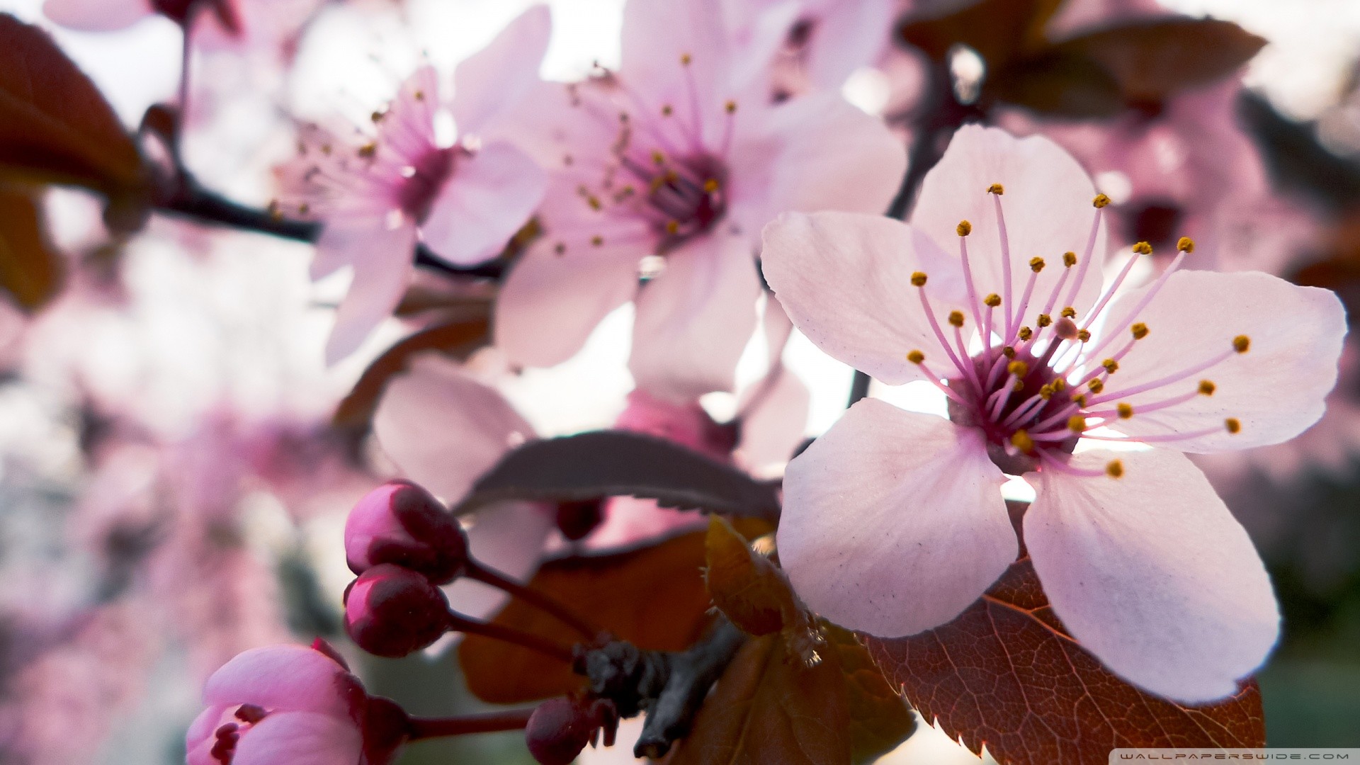 Japanese Cherry Blossom Wallpaper 1920x1080 (59+ images)