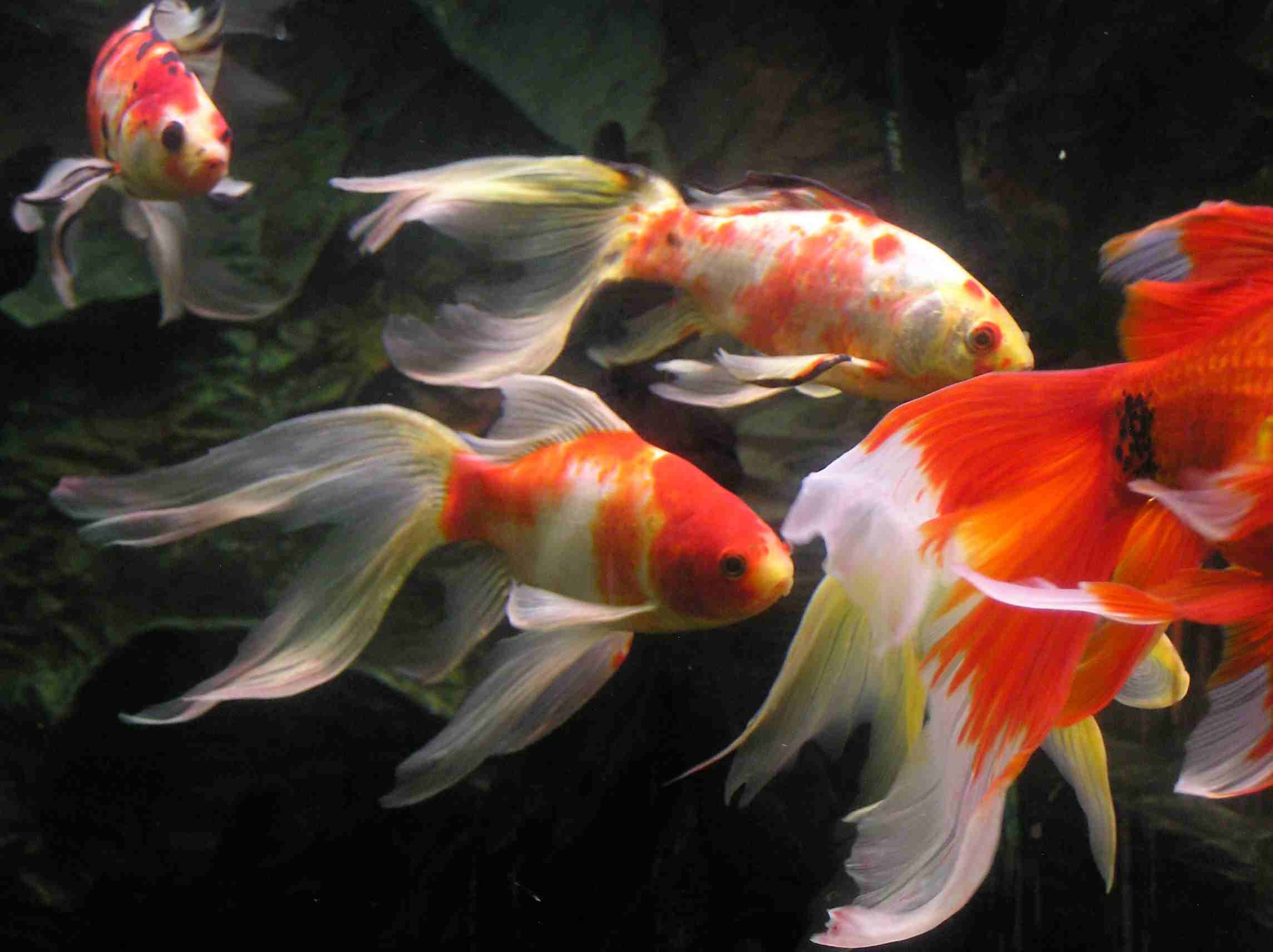 Koi Fish Live Wallpaper (56+ images)