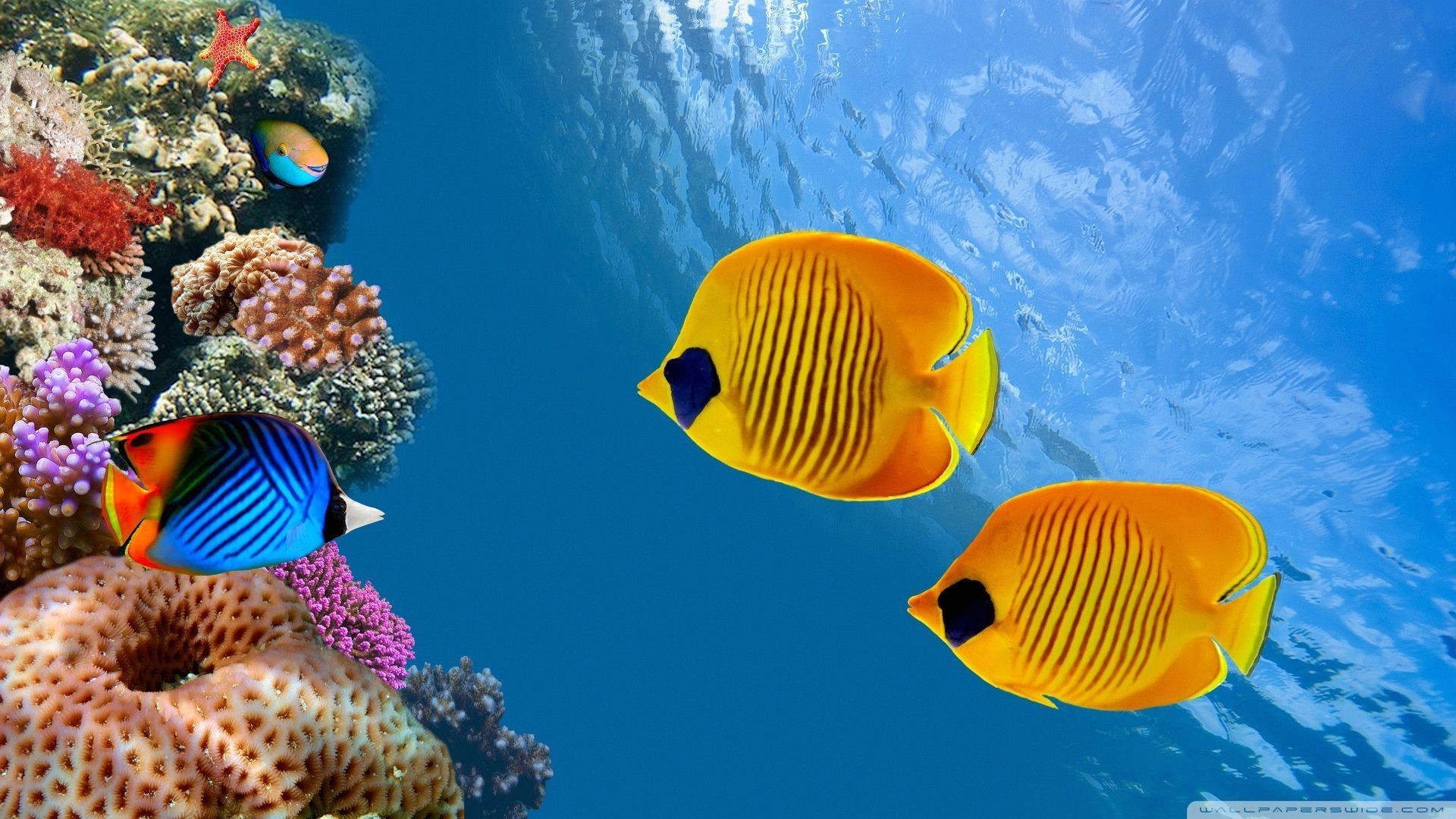 Tropical Fish Wallpaper (63+ images)