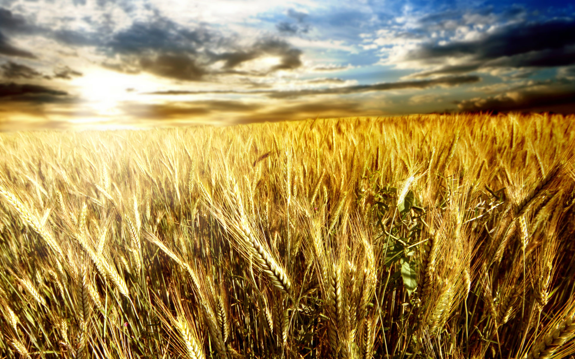 Autumn Harvest Stock Photos, Pictures & Royalty-Free Images