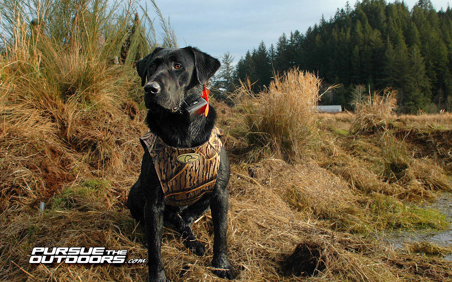 Hunting Dog Wallpaper (56+ images)
