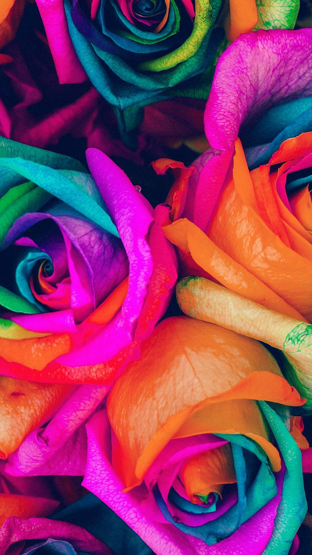 Rainbow Roses Wallpaper (48+ images)