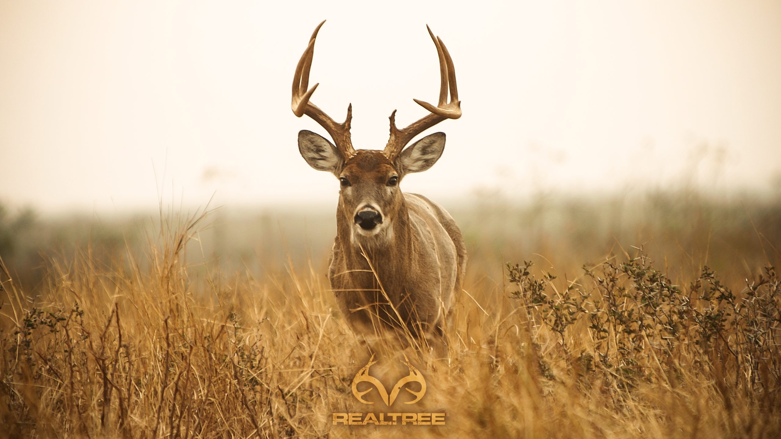 Whitetail Deer Wallpaper Screensaver (47+ images)