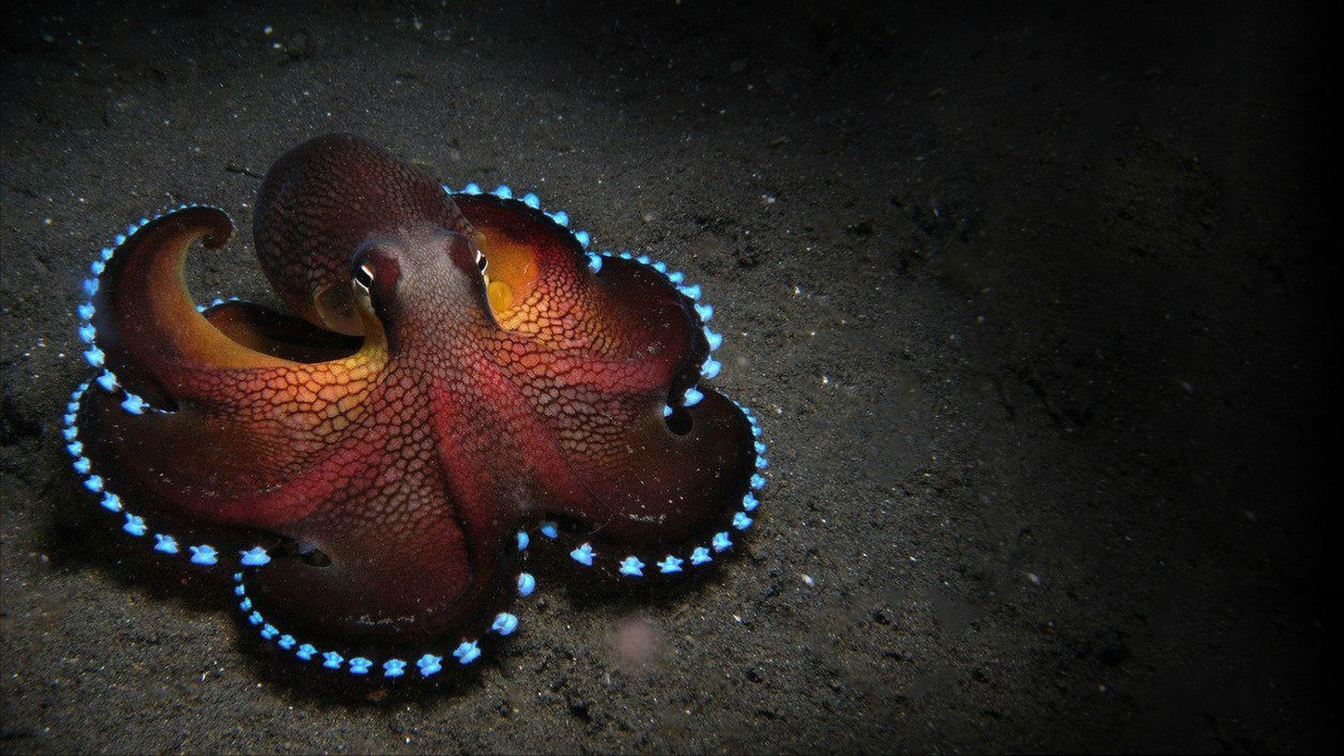 Sea Creatures Wallpaper (53+ images)