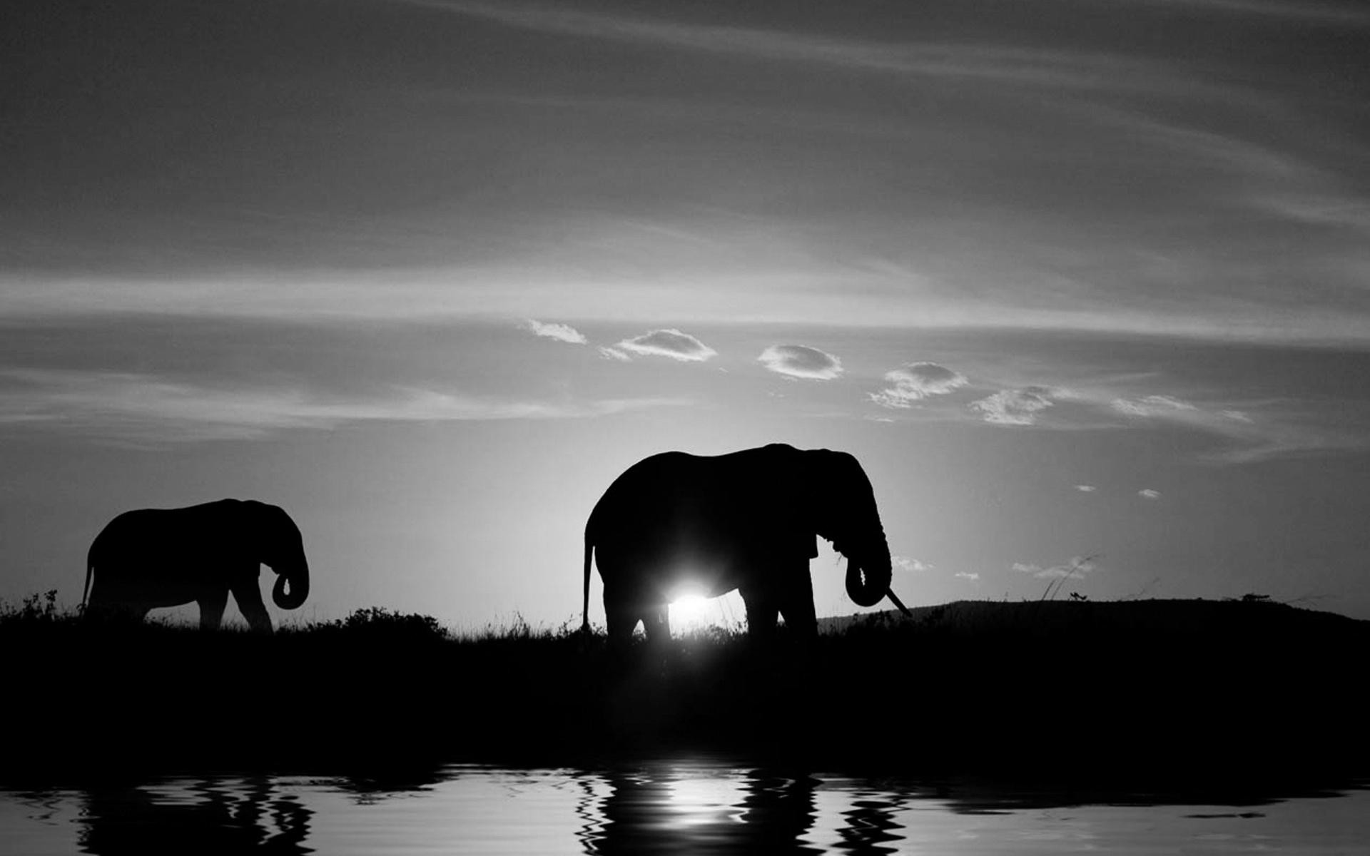 Elephant Screensavers And Wallpaper (69+ images)