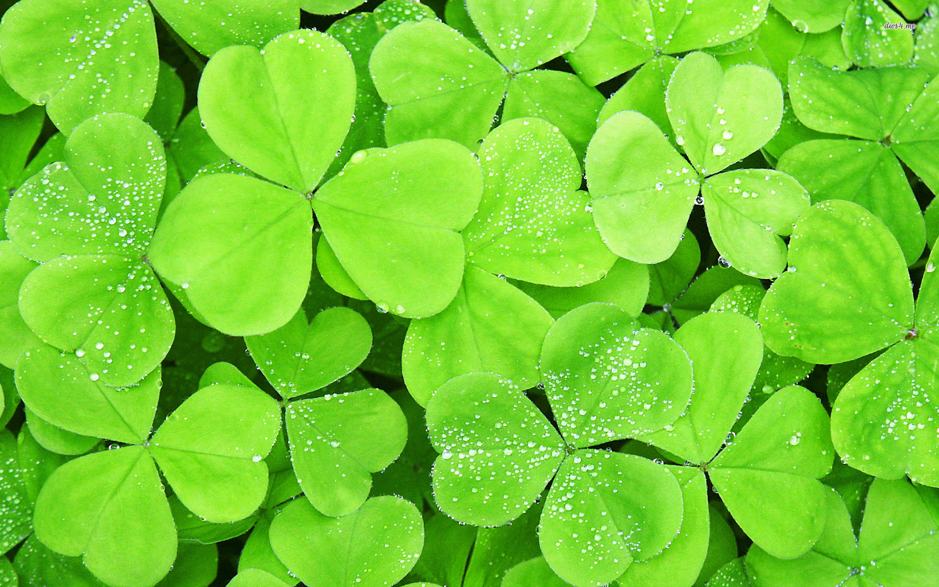 4 Leaf Clover Wallpaper (46+ images)