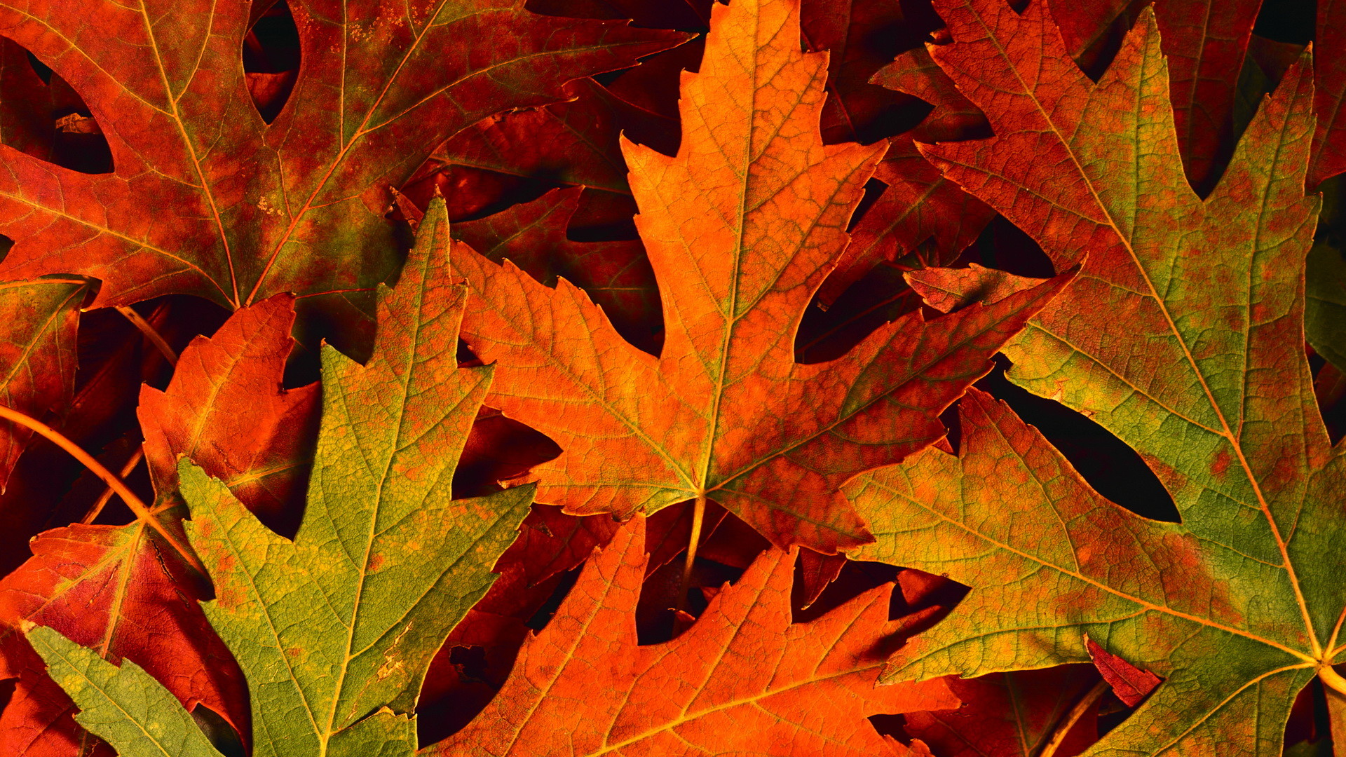 Fall Leaves Desktop Wallpaper (59+ images)