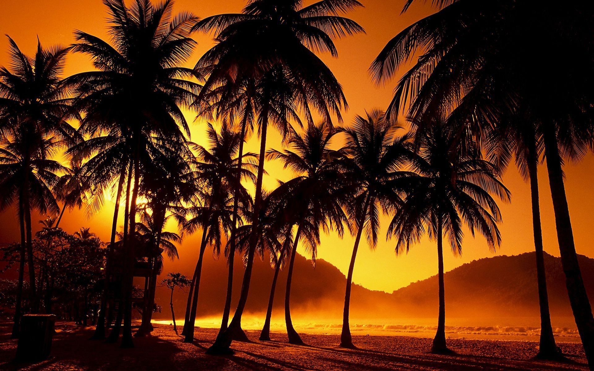 Sunset Palm Trees Wallpaper (62+ images)