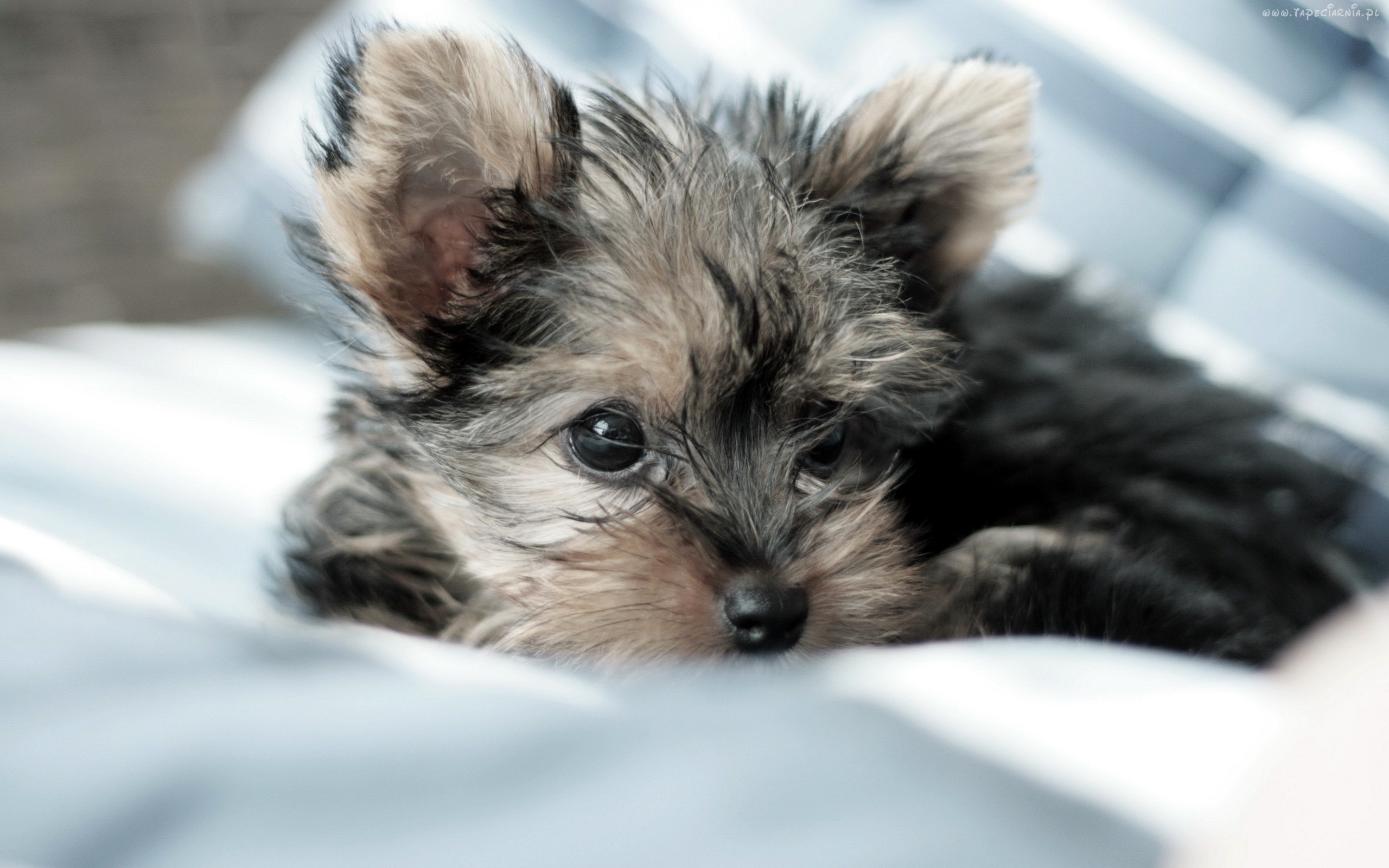 Yorkie Pictures Wallpaper (62+ images)
