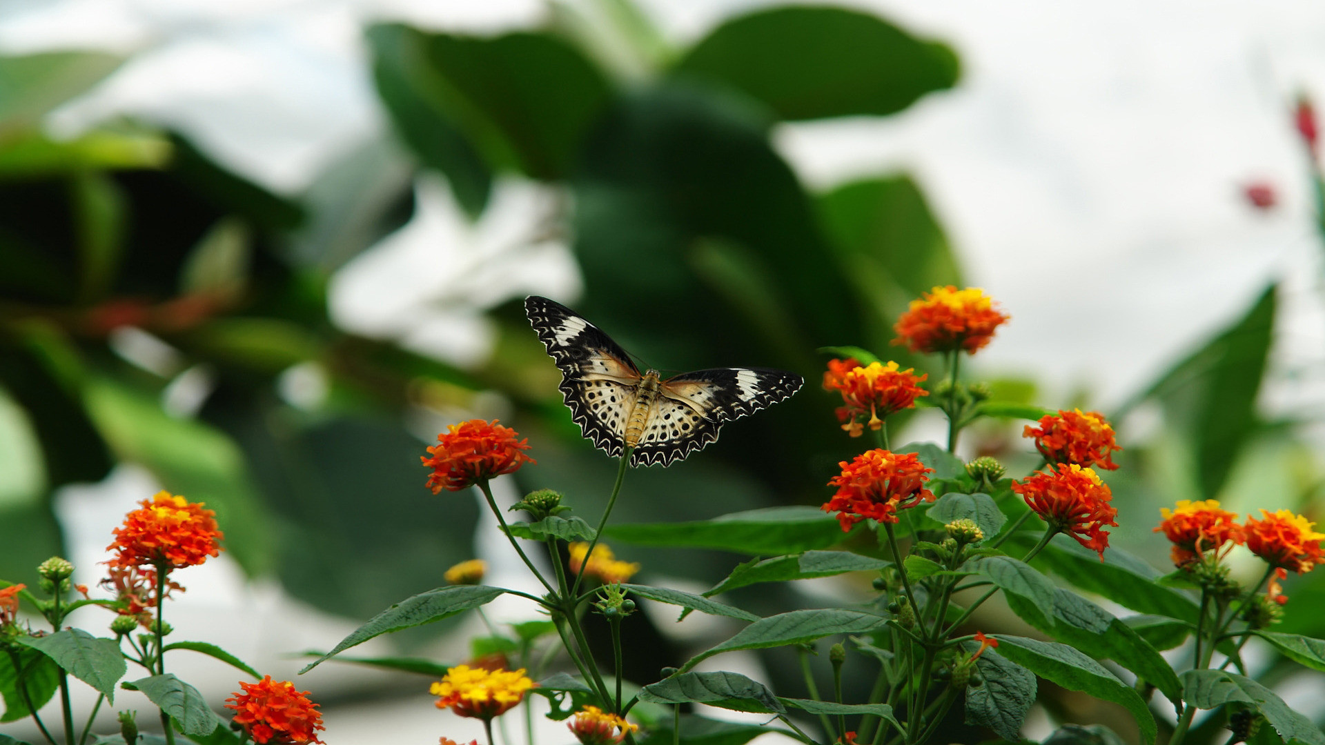 Beautiful Butterflies and Flowers Wallpapers (56+ images)