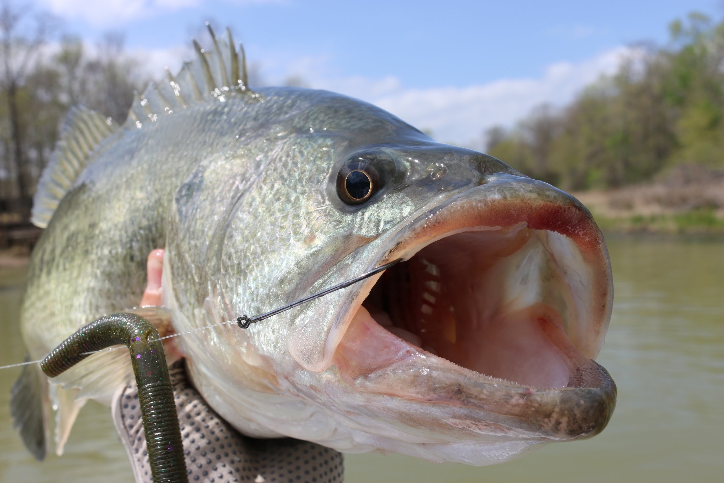 Largemouth Bass Wallpaper HD (59+ images)