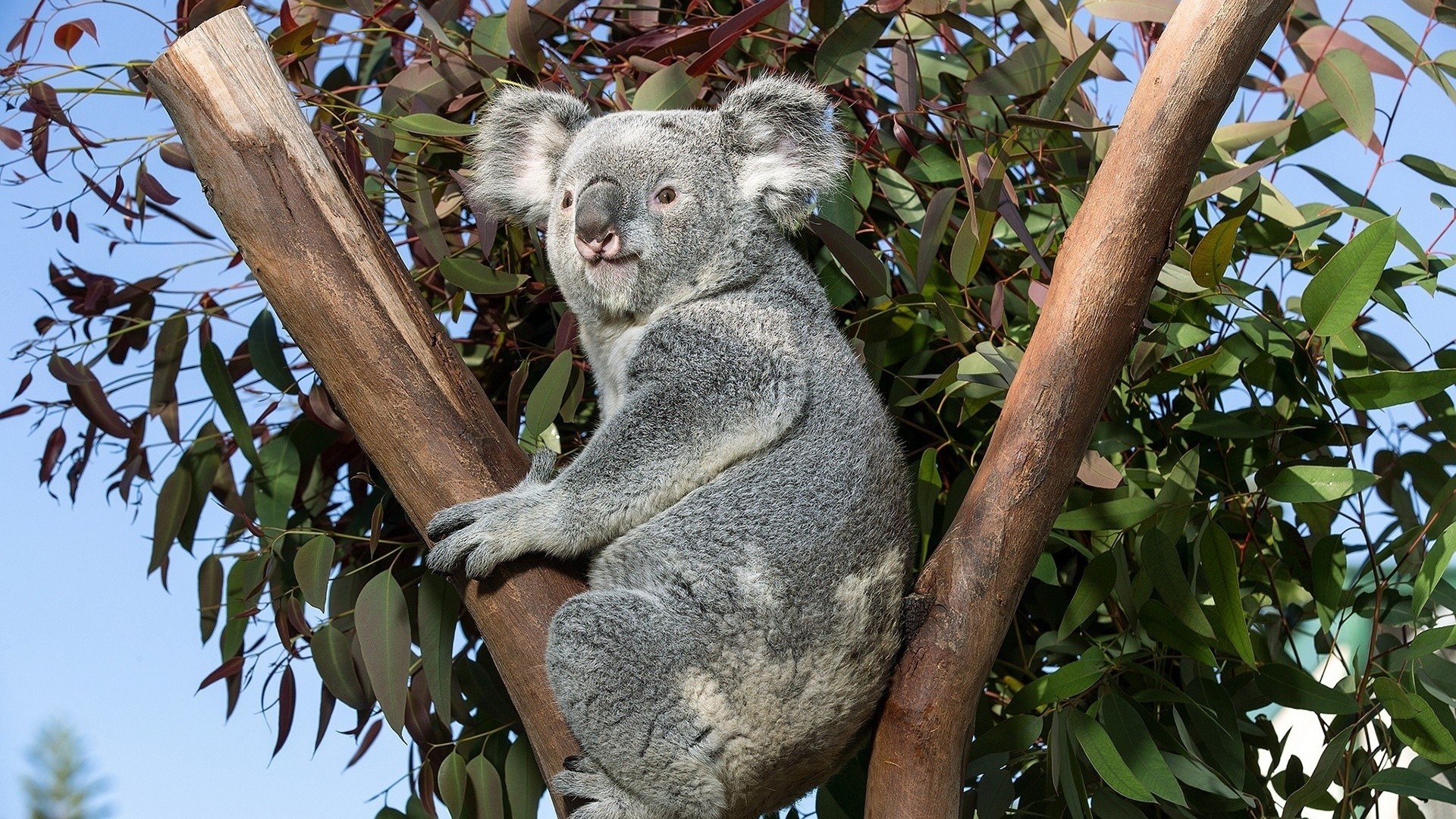 Baby Koala Wallpaper (57+ images)