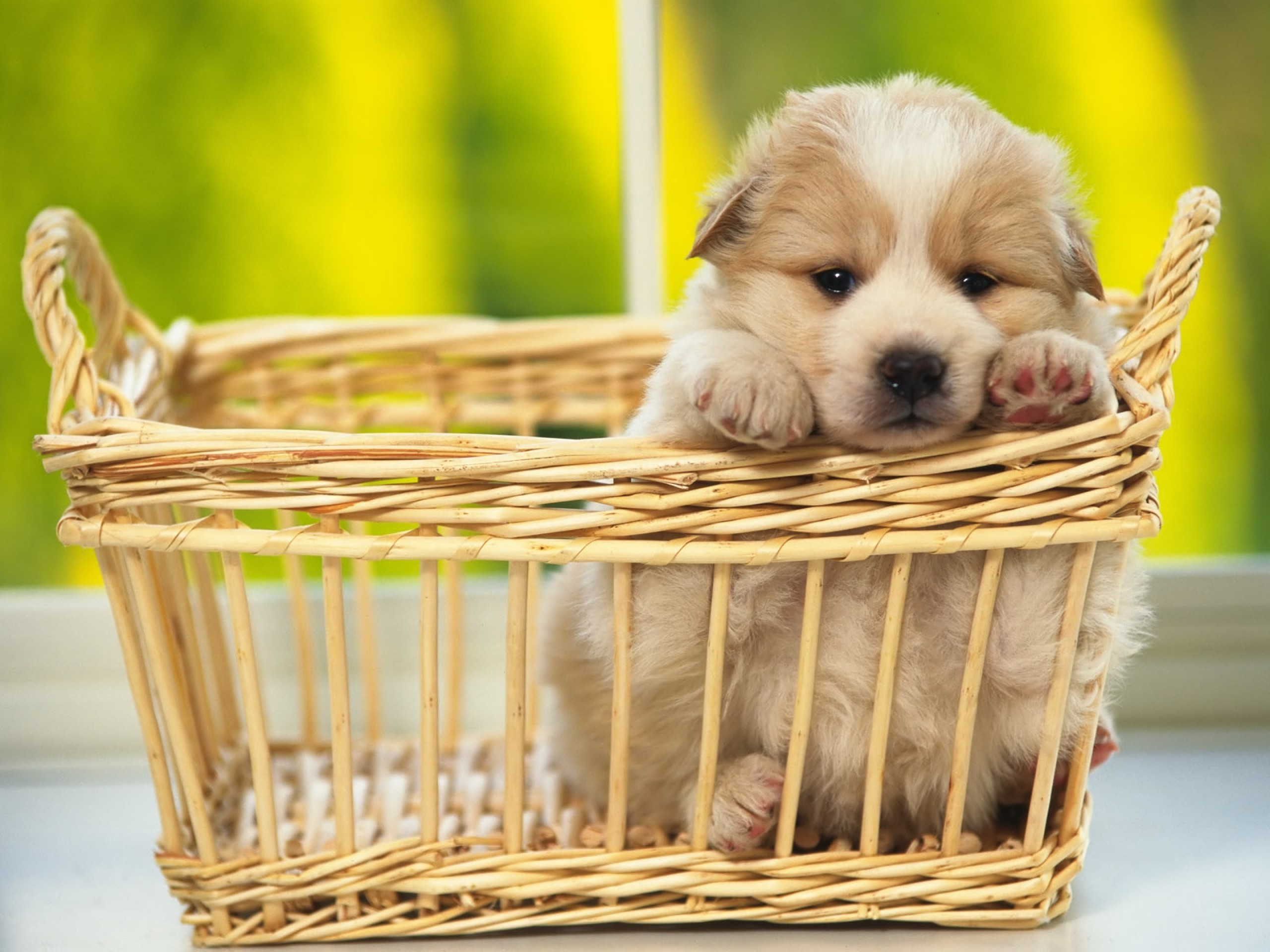Puppy Wallpaper and Screensavers (53+ images)