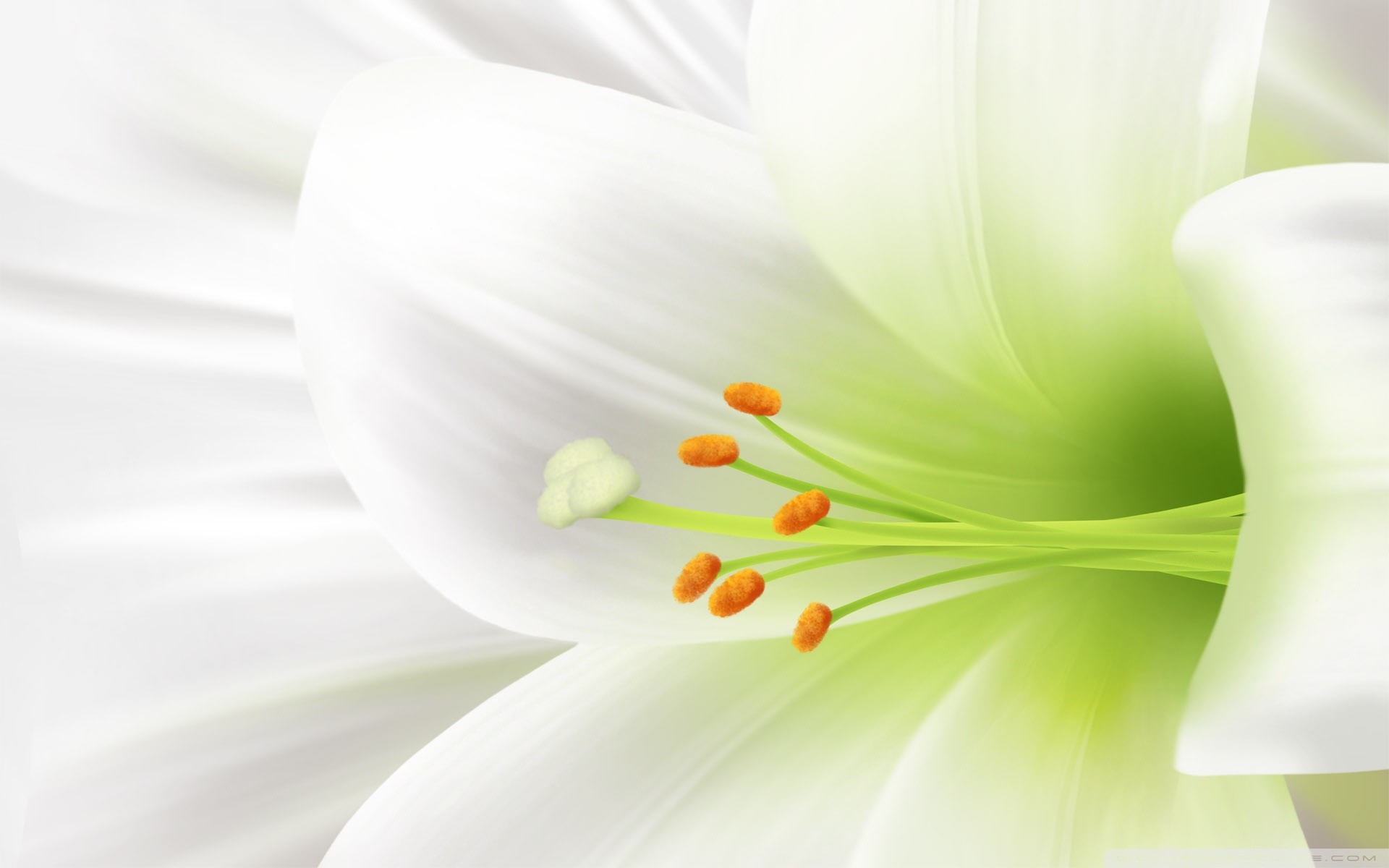 Easter Lilies Wallpaper (48+ images)