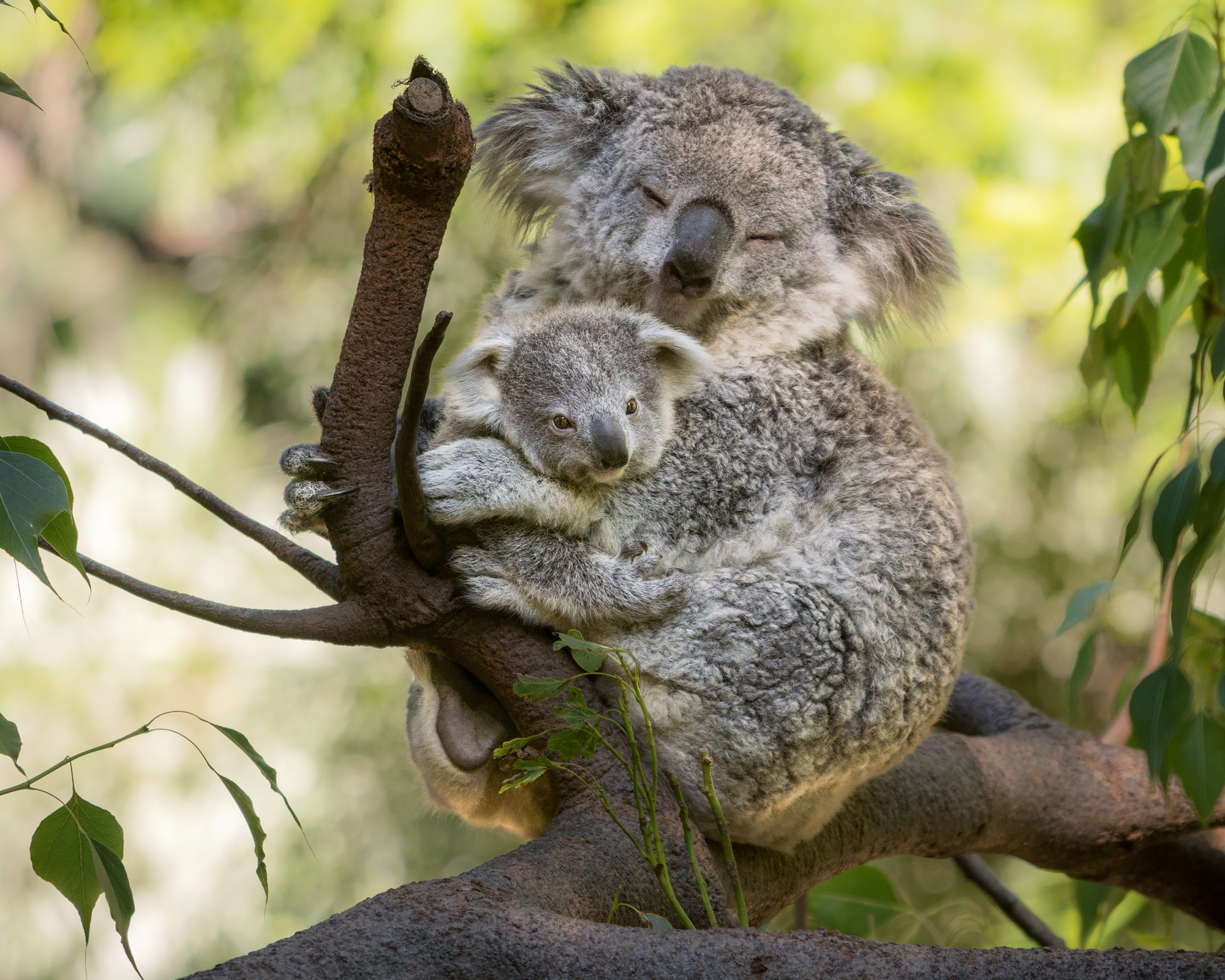 Koala Bear Wallpaper (64+ images)