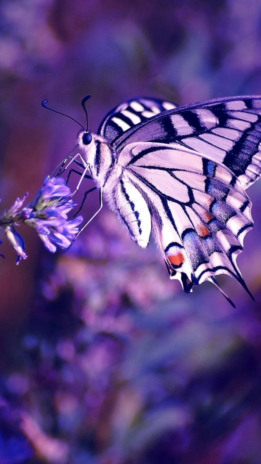 Pink Blue And Purple Butterfly Wallpaper artwhippersnapper