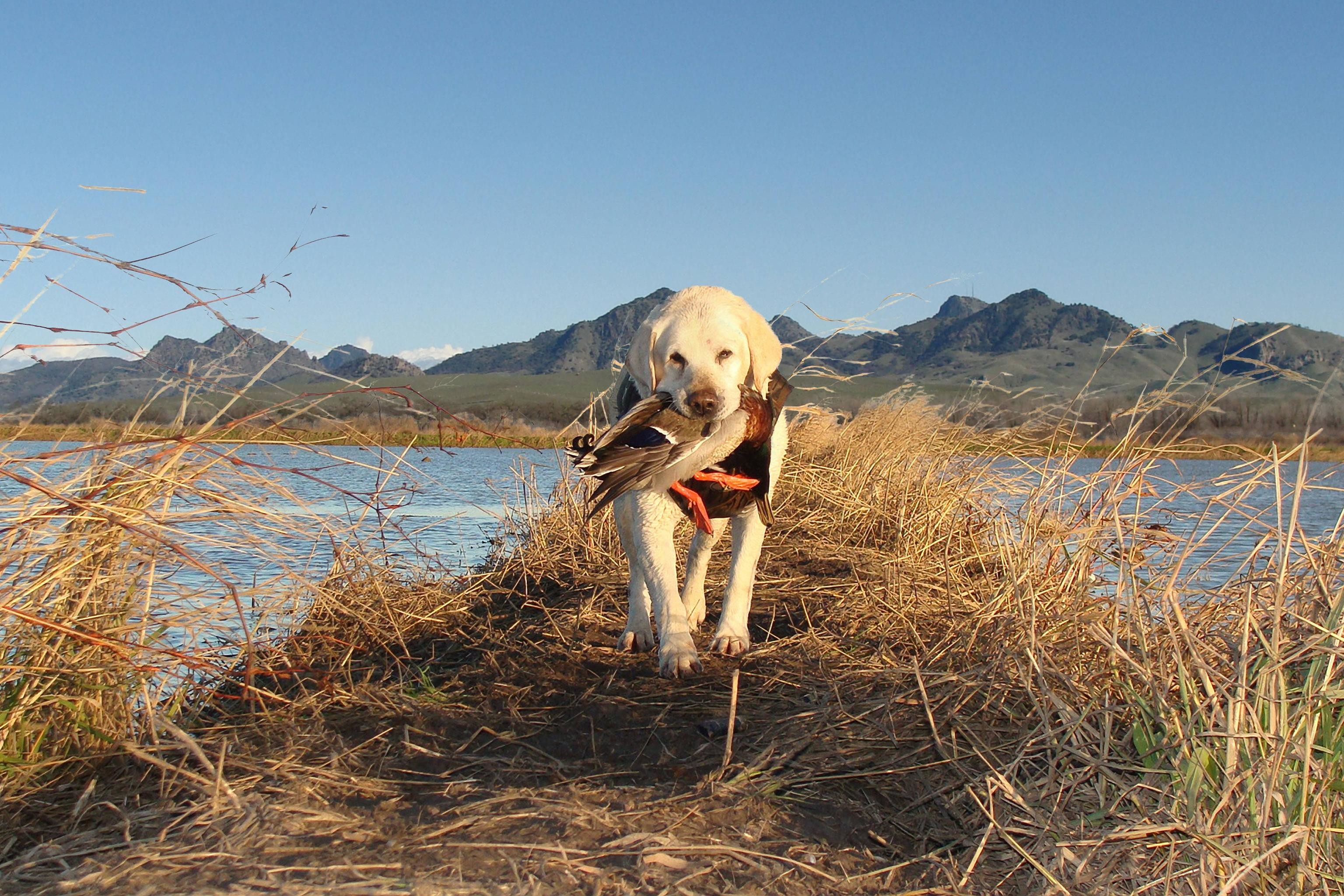 Hunting Dog Wallpaper (56+ images)