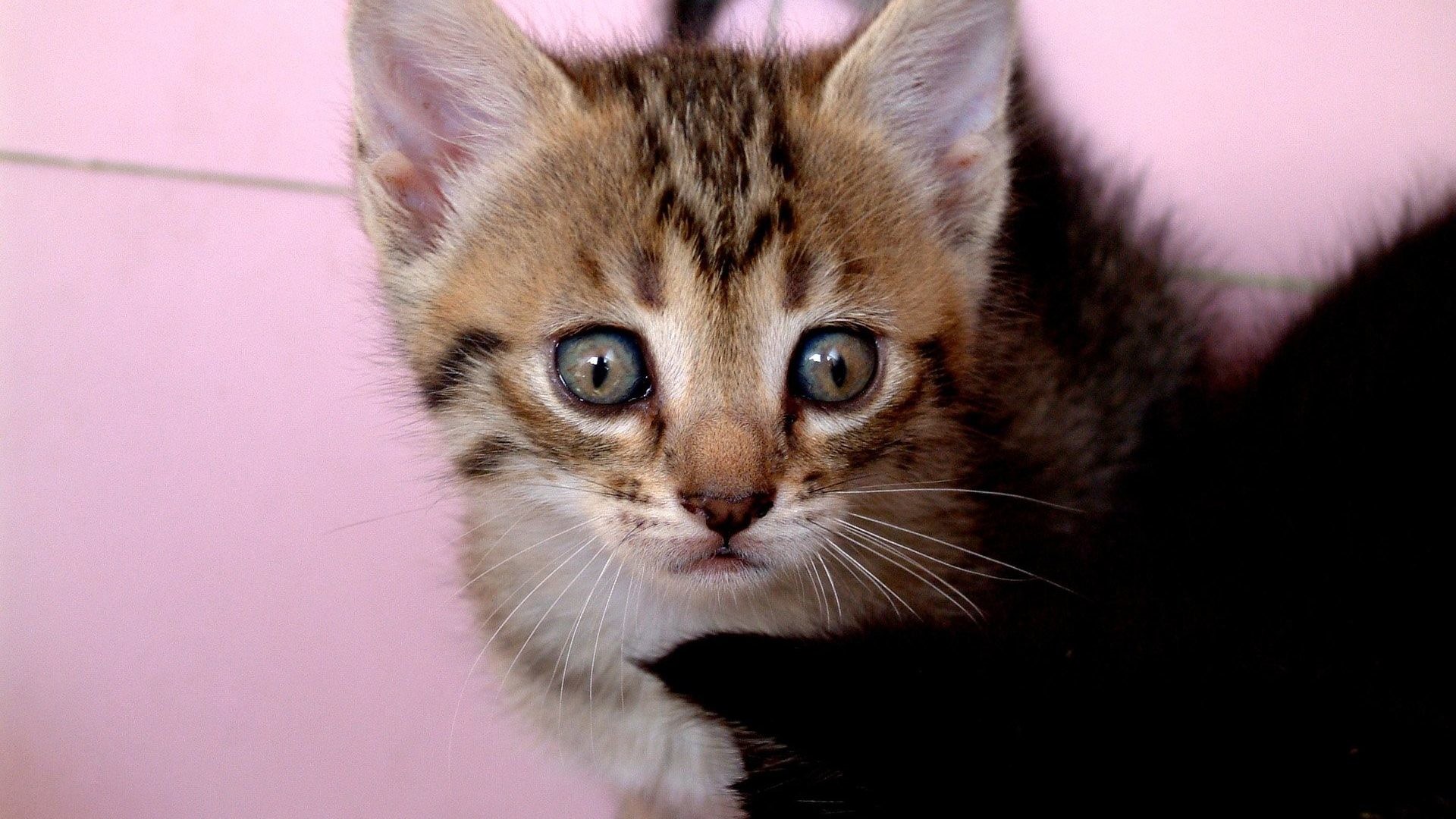 Cat in the Hat Wallpaper (71+ images)