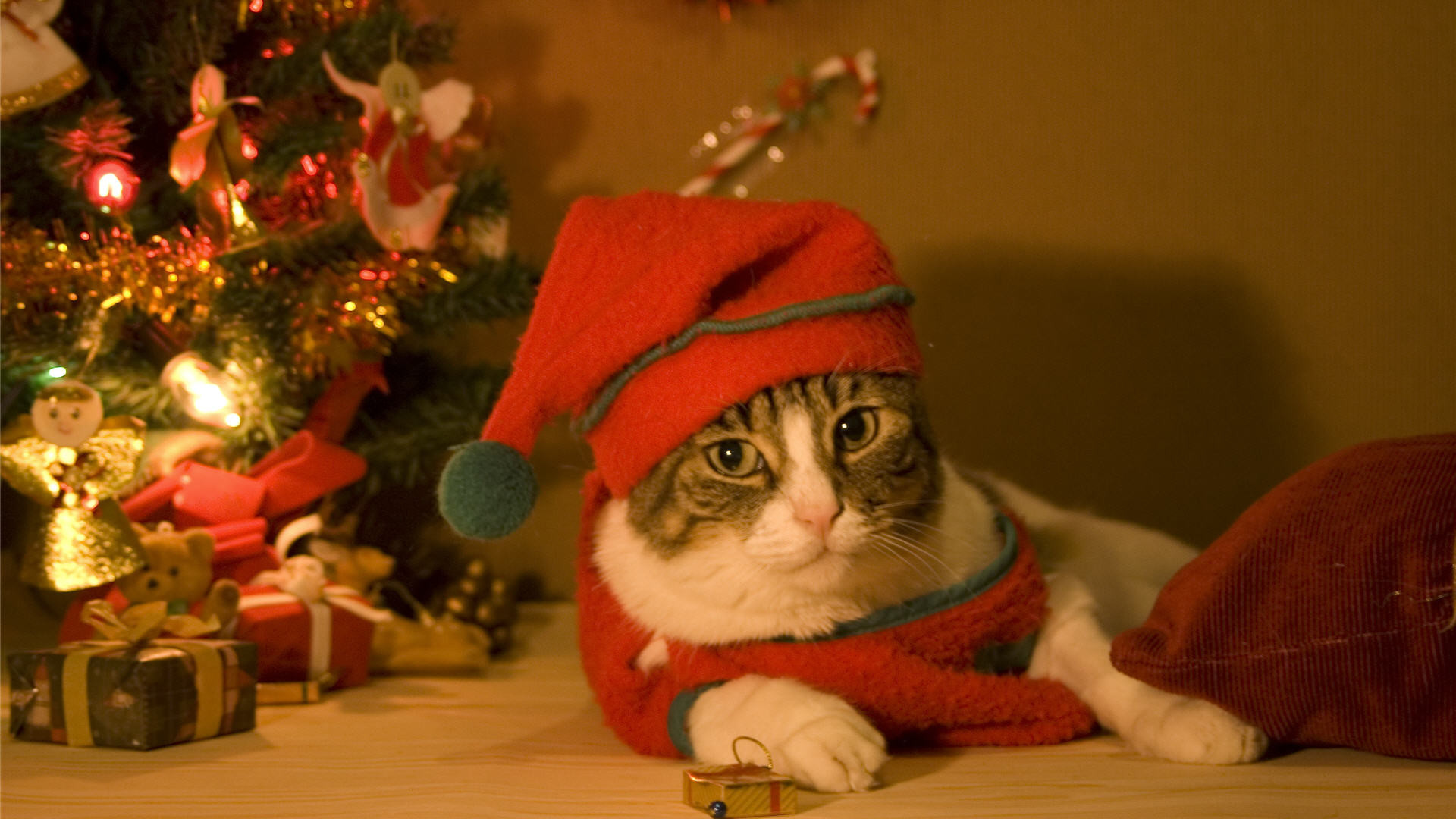 Christmas Cat Wallpaper (75+ images)