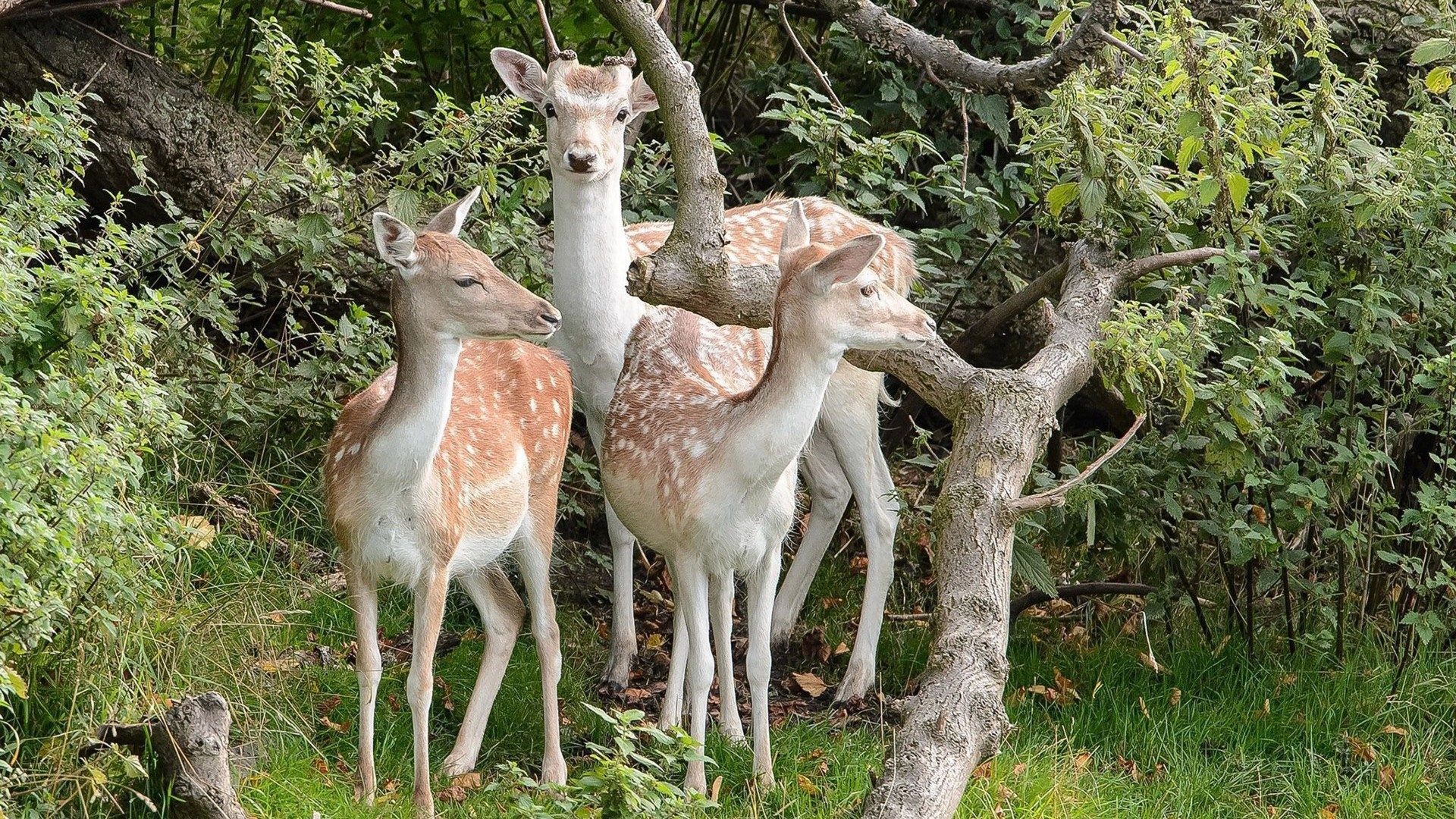 Forest Animal Wallpaper (60+ images)