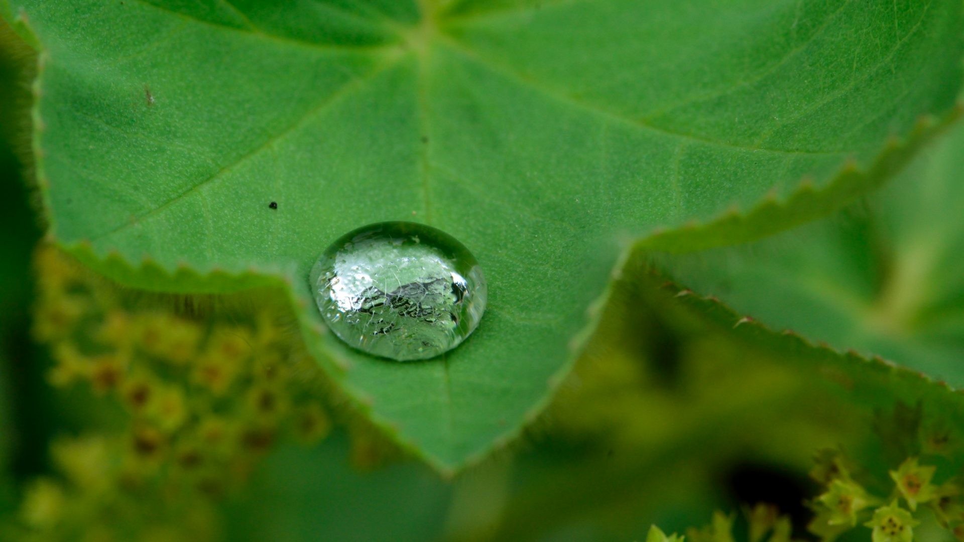 Raindrop Wallpaper (66+ images)