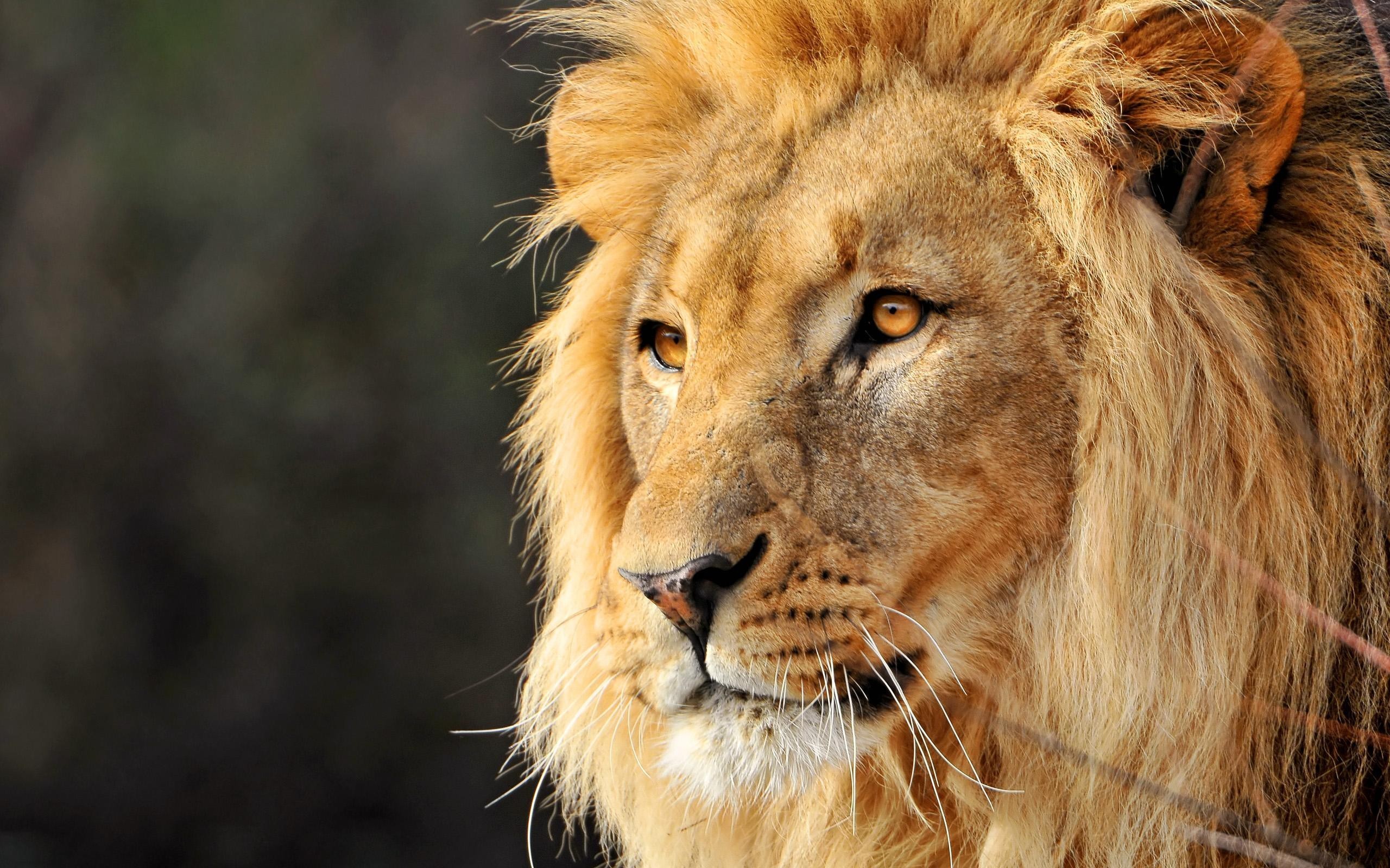 Lion Face Wallpaper (68+ images)
