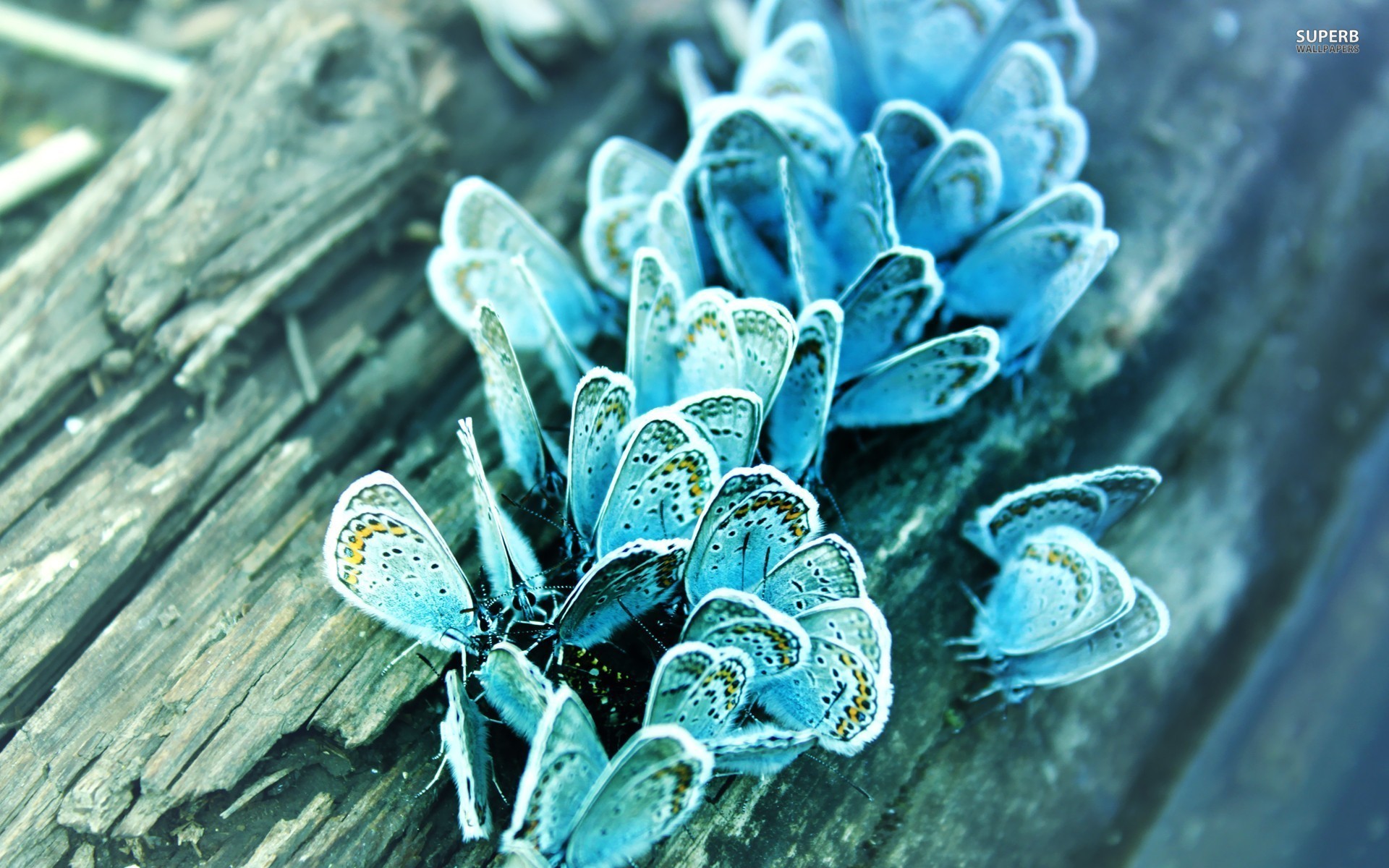 Blue Butterfly HD Wallpaper (70+ images)