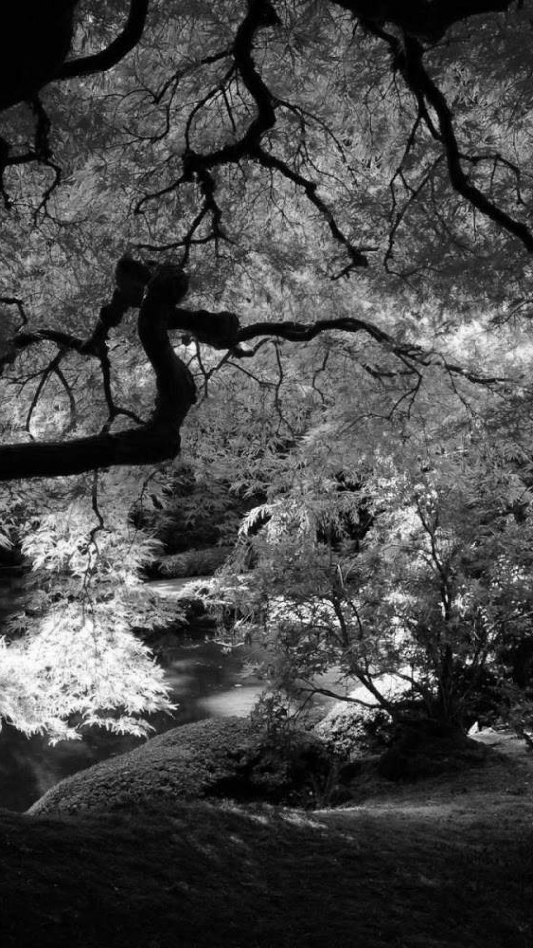 Black And White Nature Hd Wallpaper Shardiff World