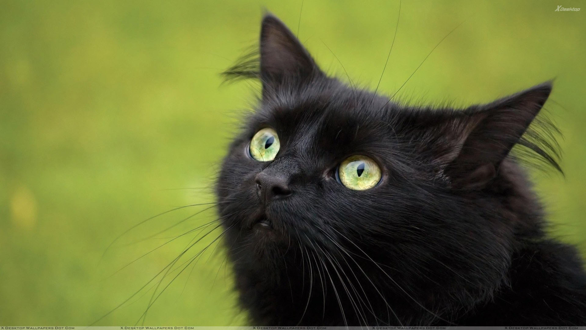 Black Cat Christmas Wallpaper (55+ images)
