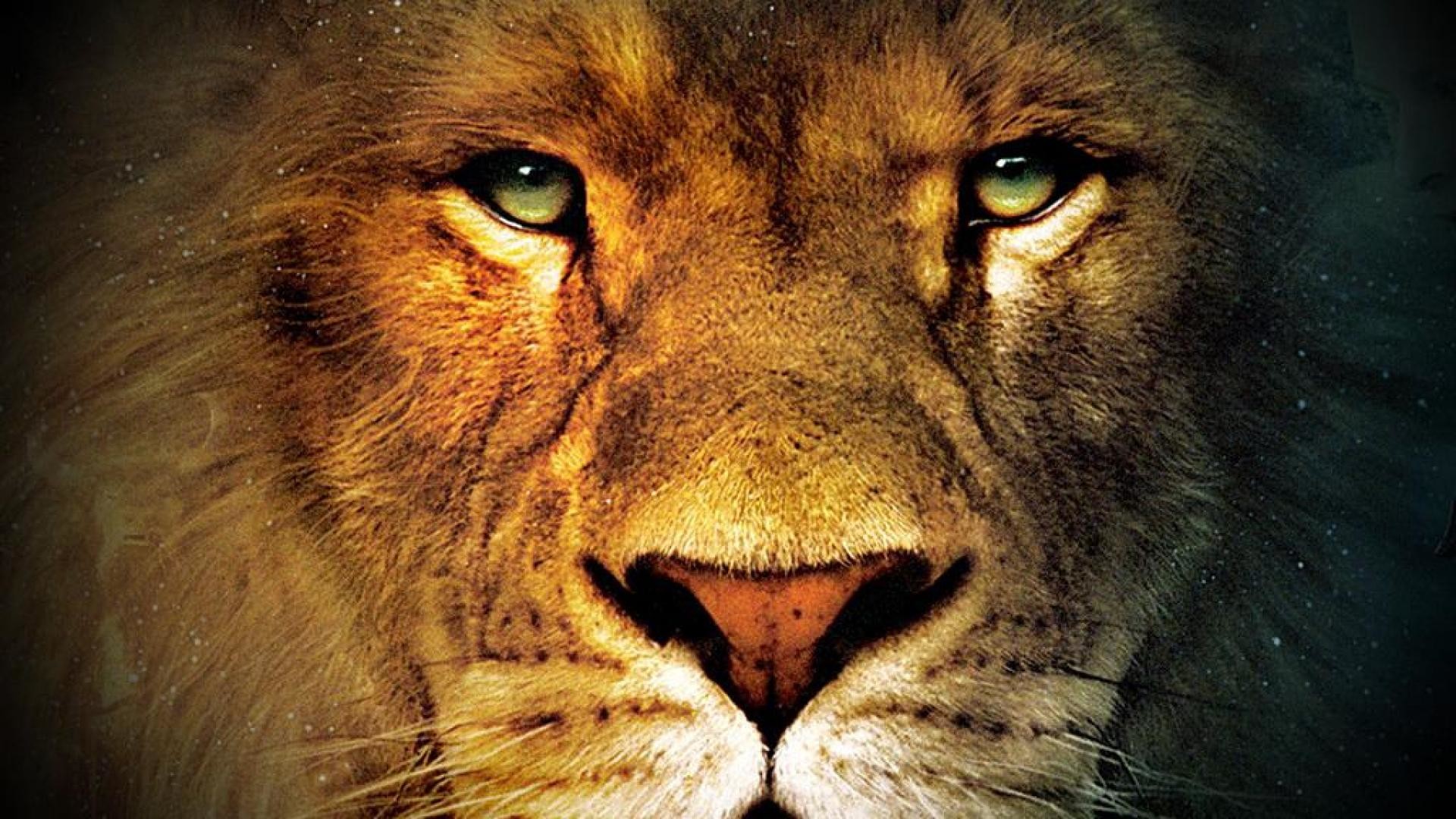 Lion Face Wallpaper (68+ images)