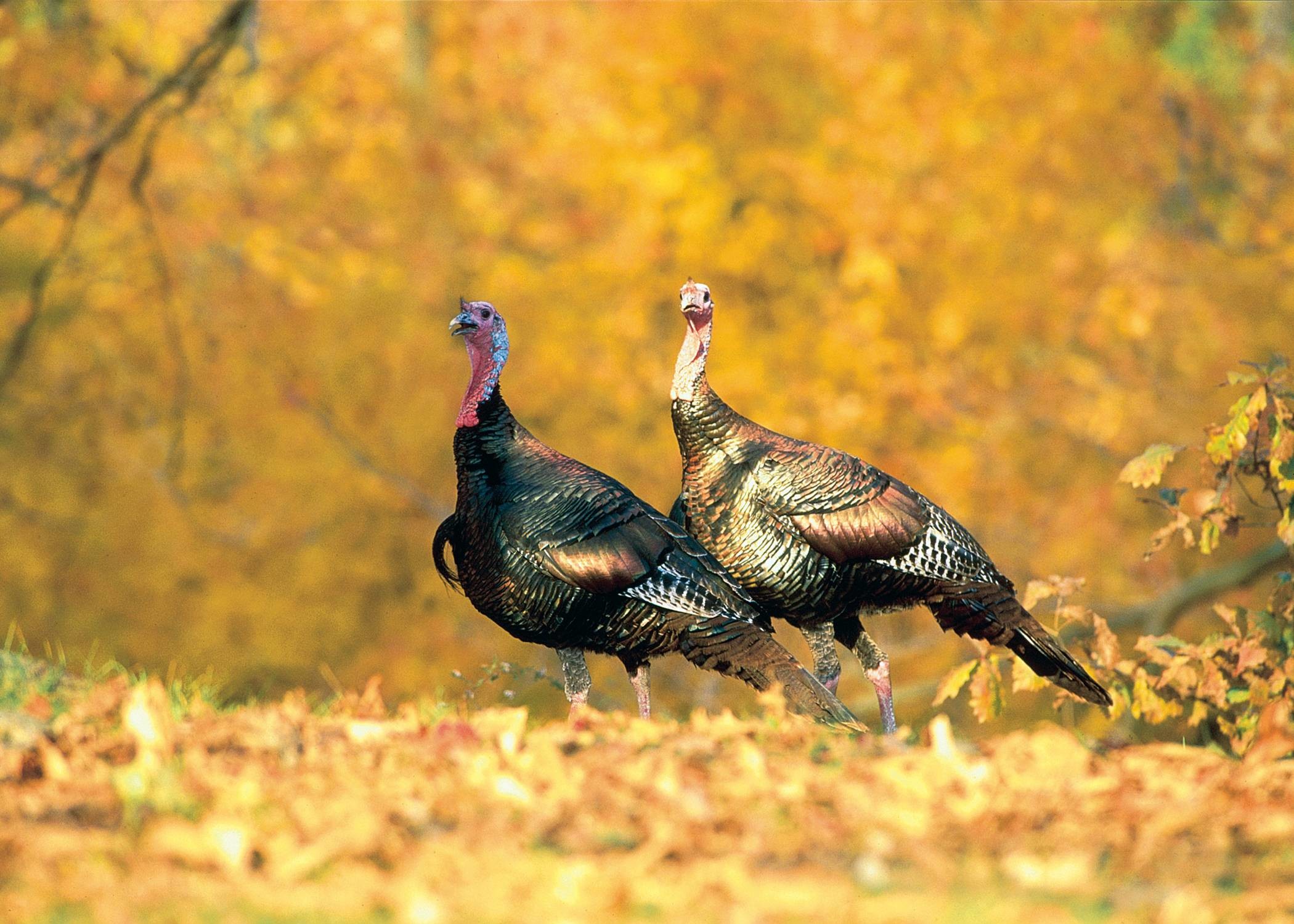 Wild Turkey Wallpapers And Screensavers (47+ images)