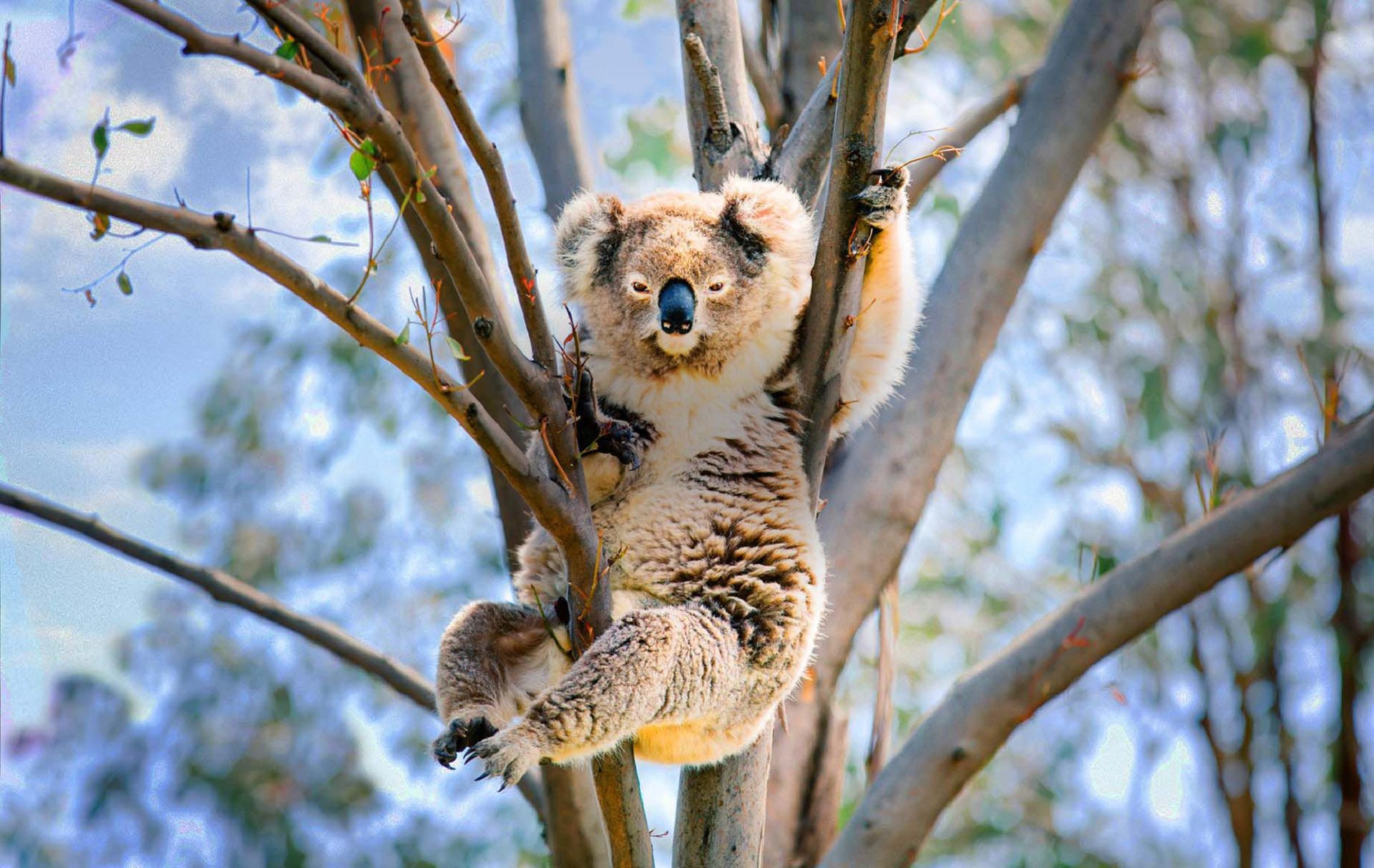Baby Koala Wallpaper (57+ images)