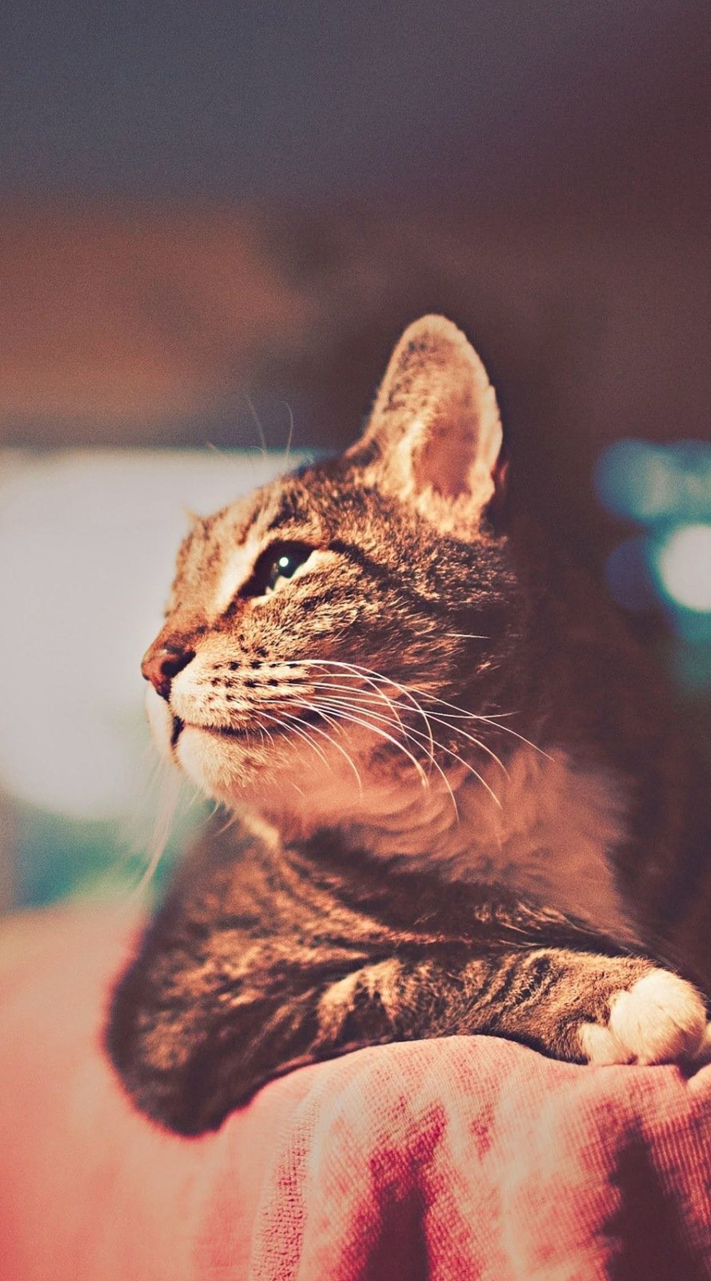 Cool Cat Wallpaper (71+ images)