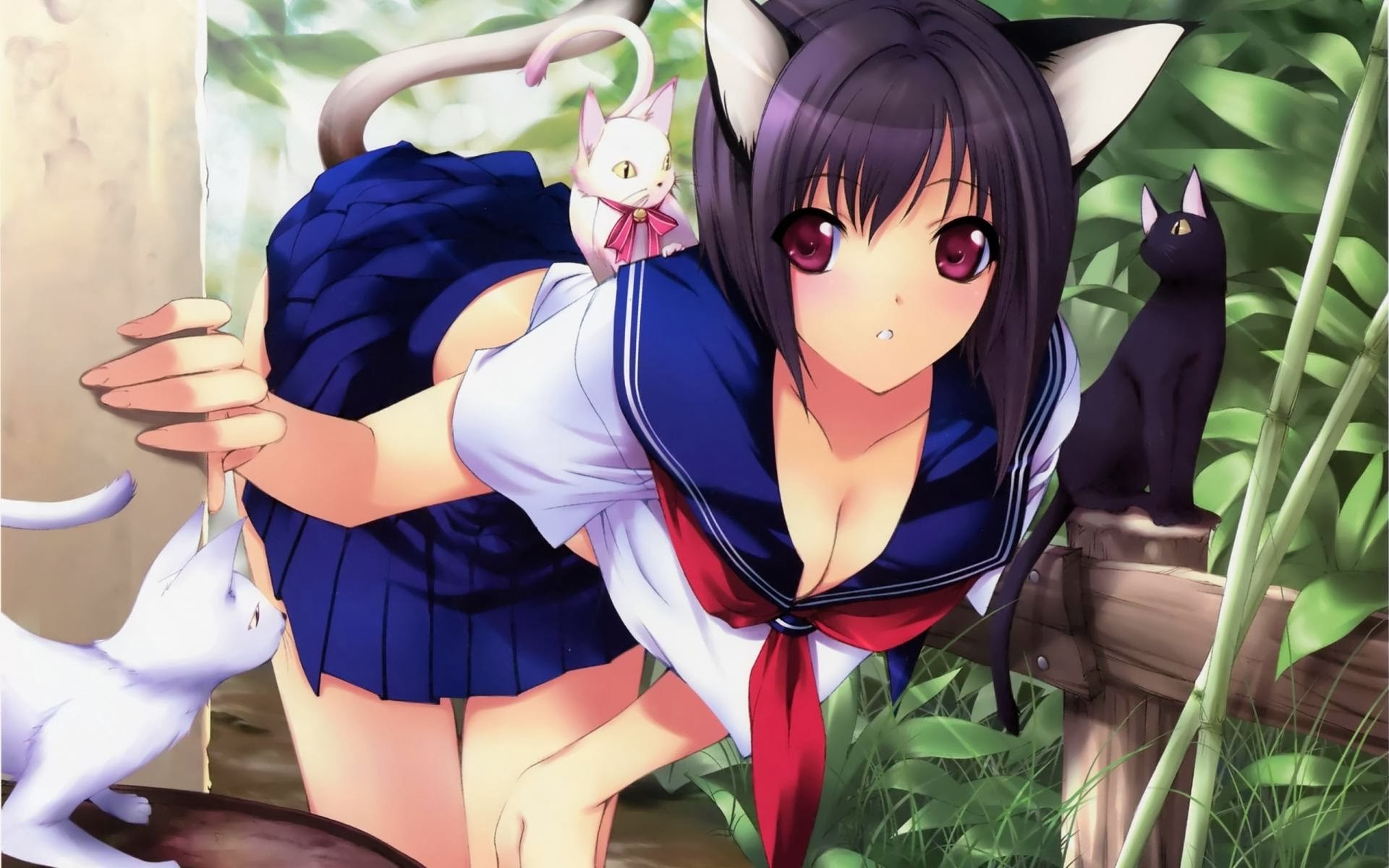 neko cat boy wallpaper novocom top