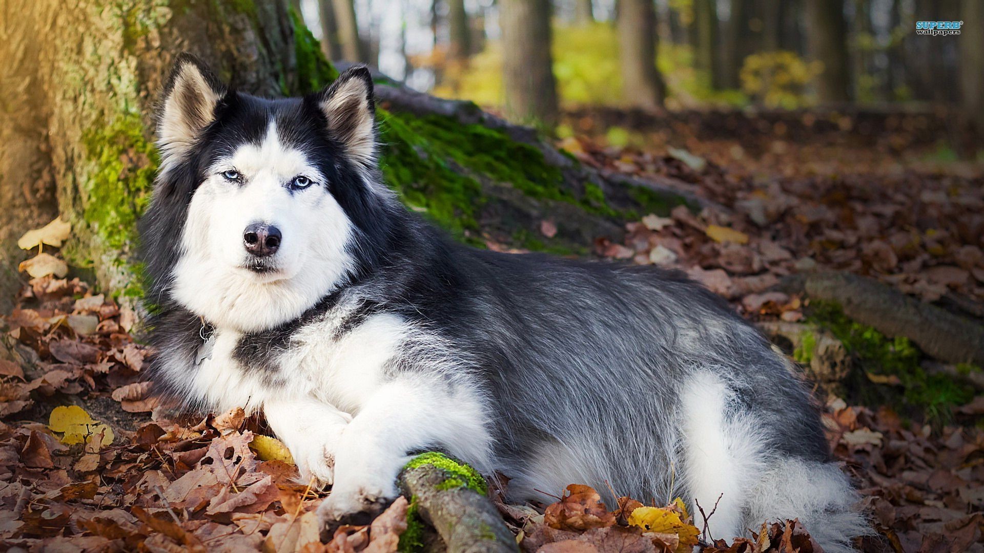 Baby Huskies Wallpaper (79+ images)