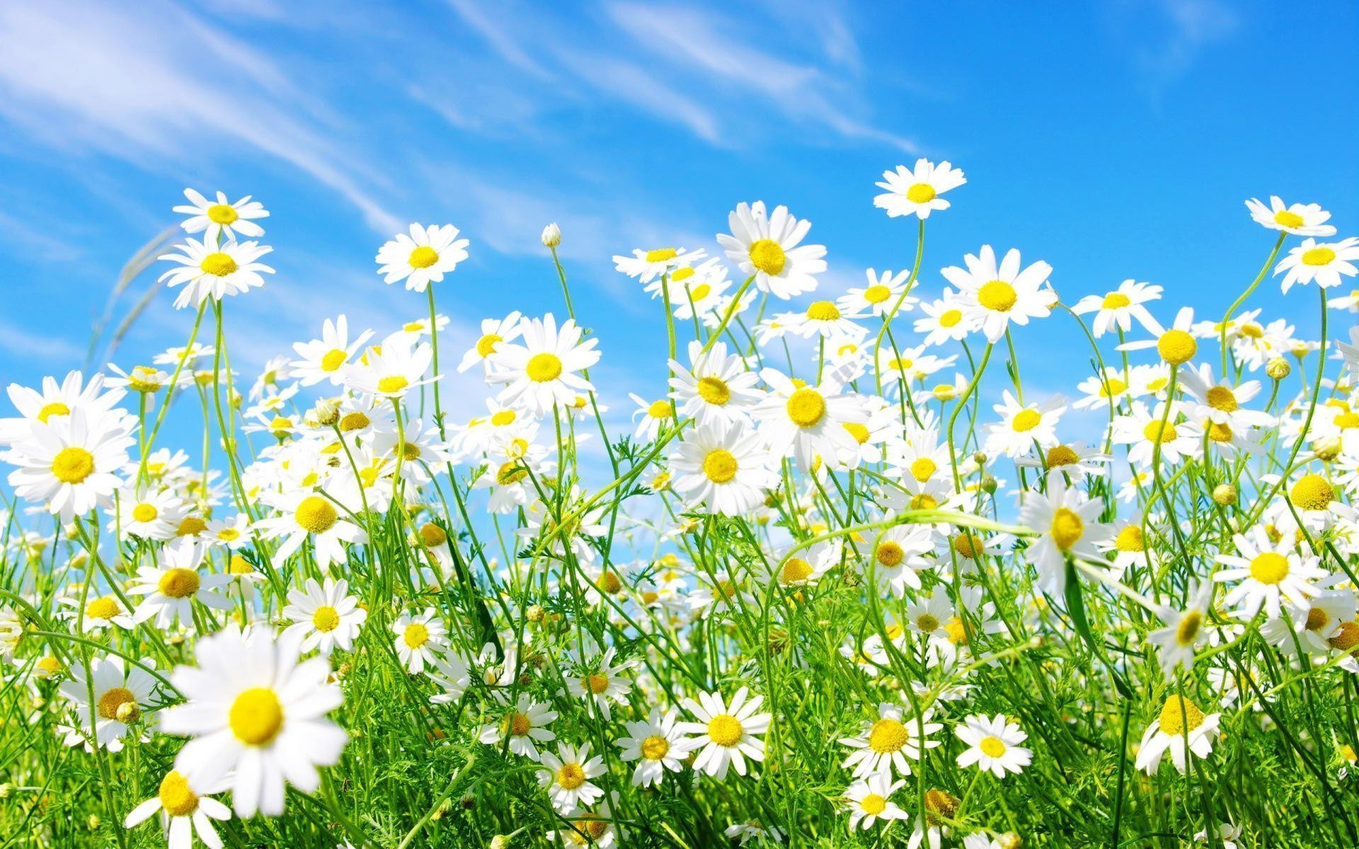Spring Desktop Wallpaper Widescreen (56+ images)