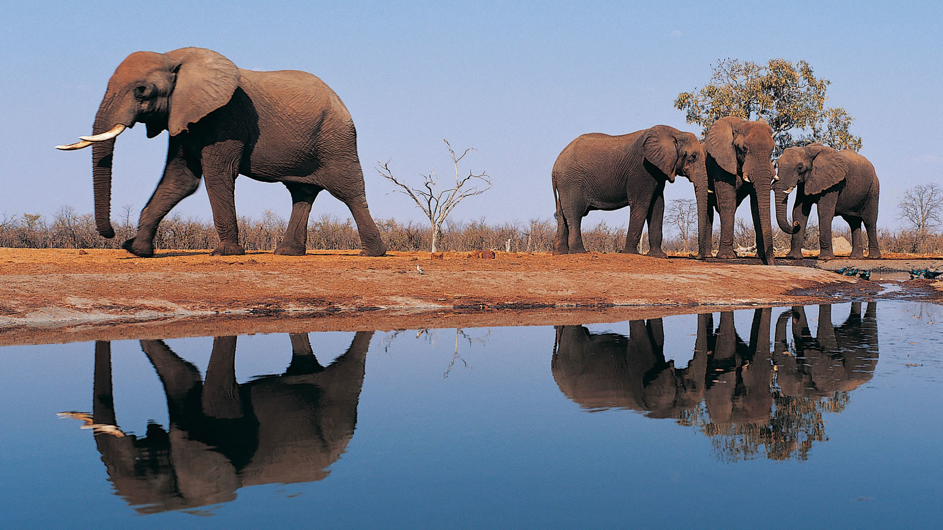 Elephant Screensavers and Wallpaper (69+ images)