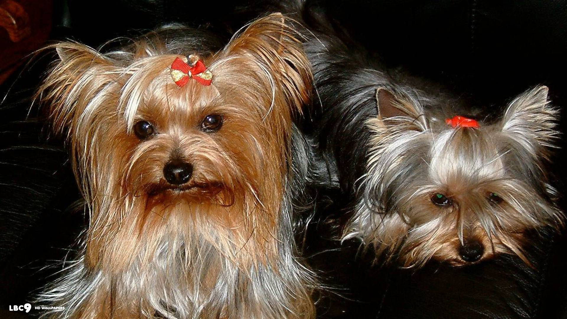 Cool Cute Puppies Wallpaper Hd Yorkie Ideas