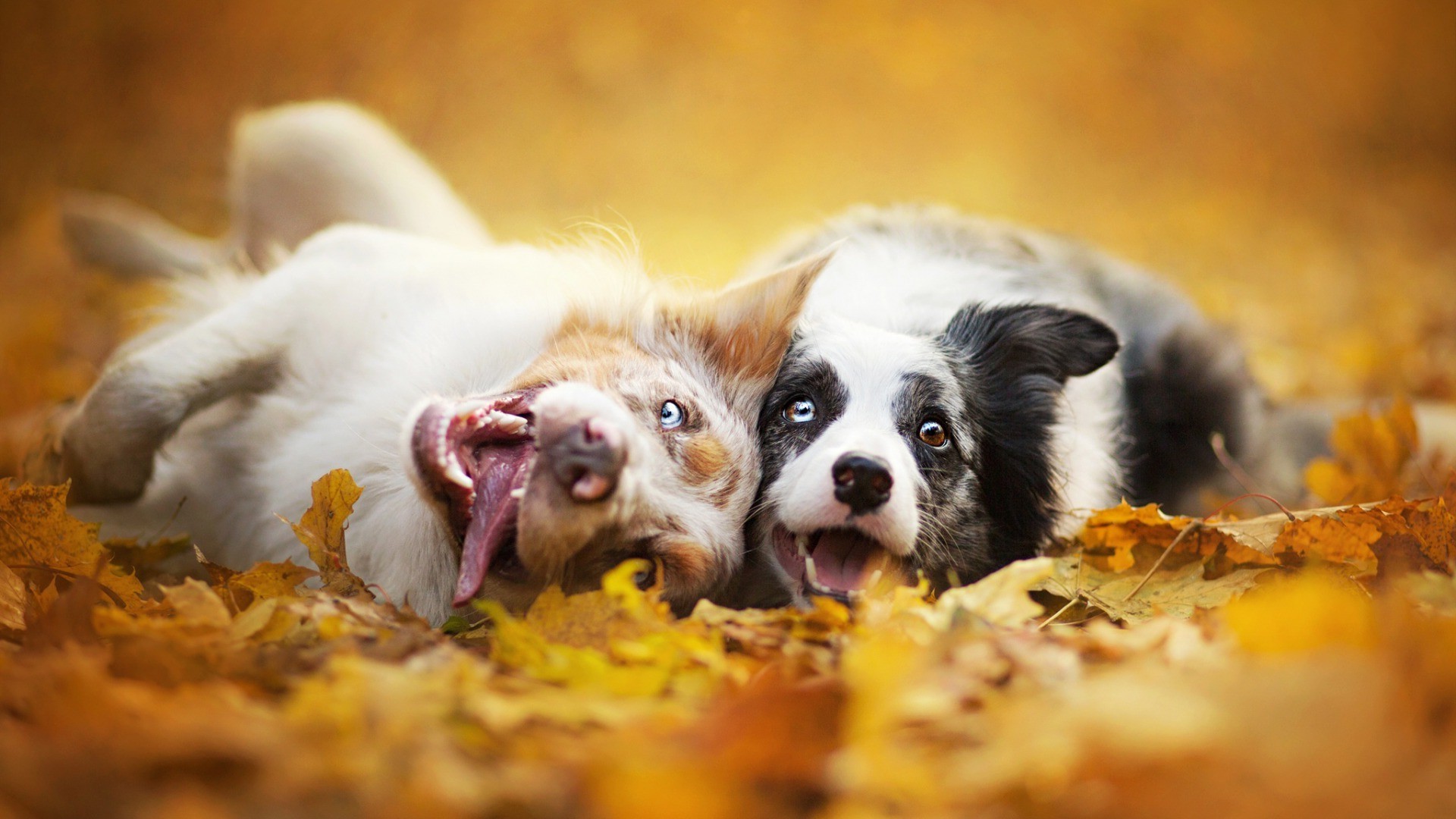 Fall Animal Wallpaper (65+ images)