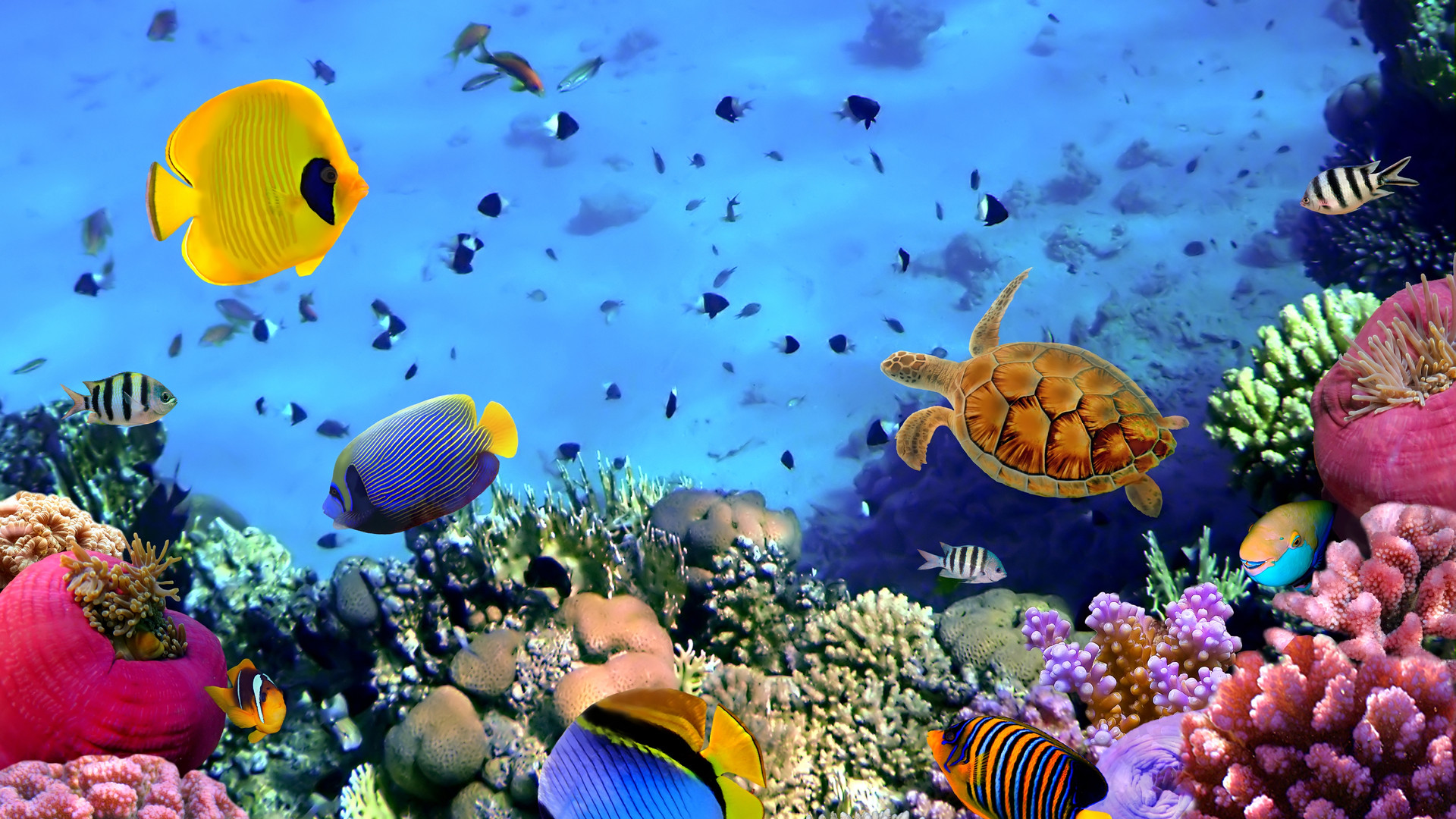 Coral Reef Wallpaper HD (65+ images)