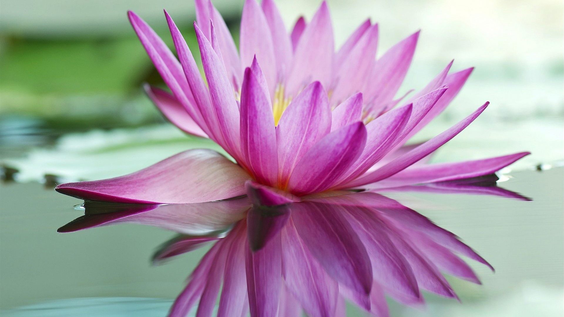 Lotus HD Wallpaper (73+ images)